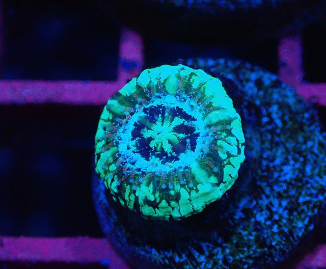 Scolymia Baby "Unique" 3
