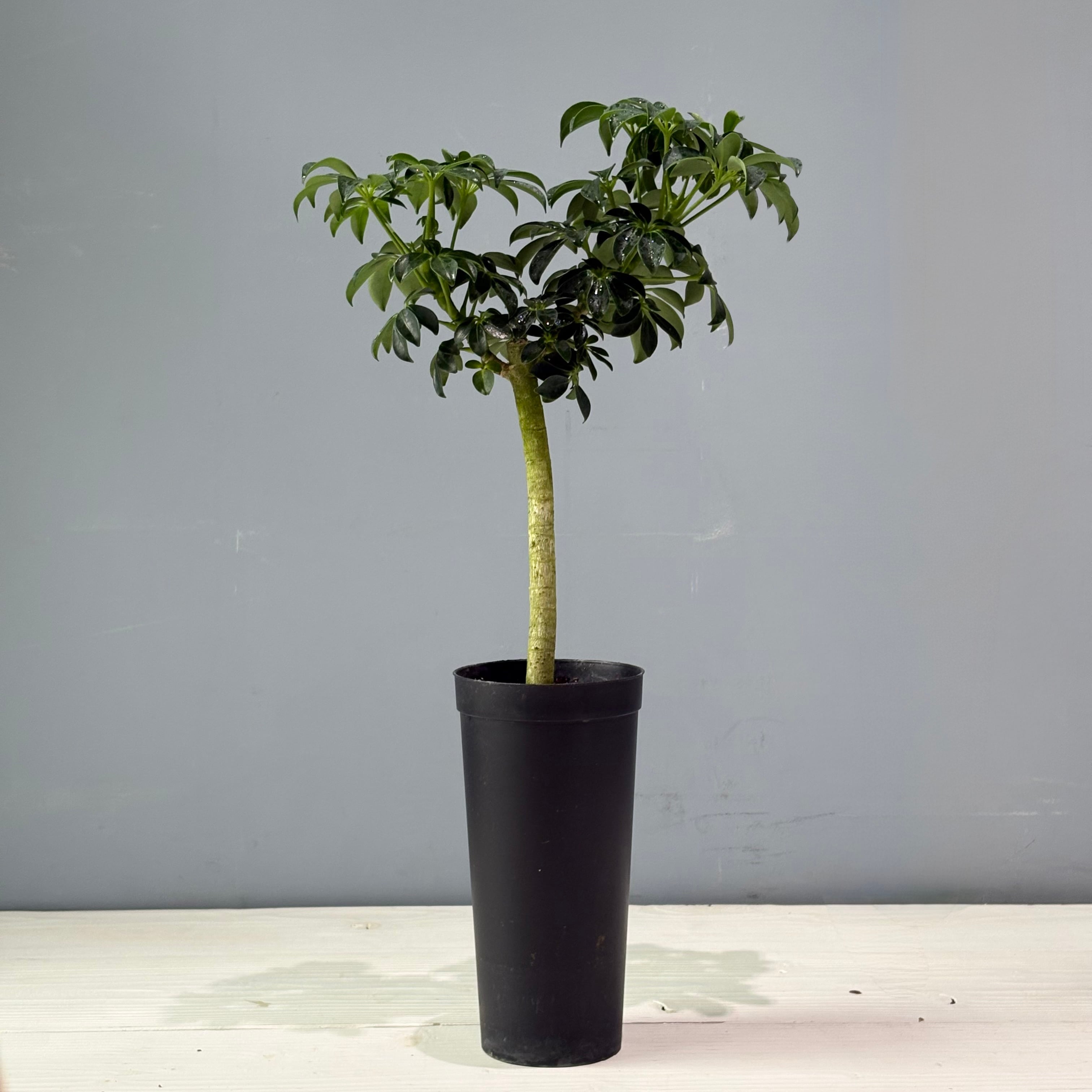 【鉢なし】シェフレラ ピットマンプライド