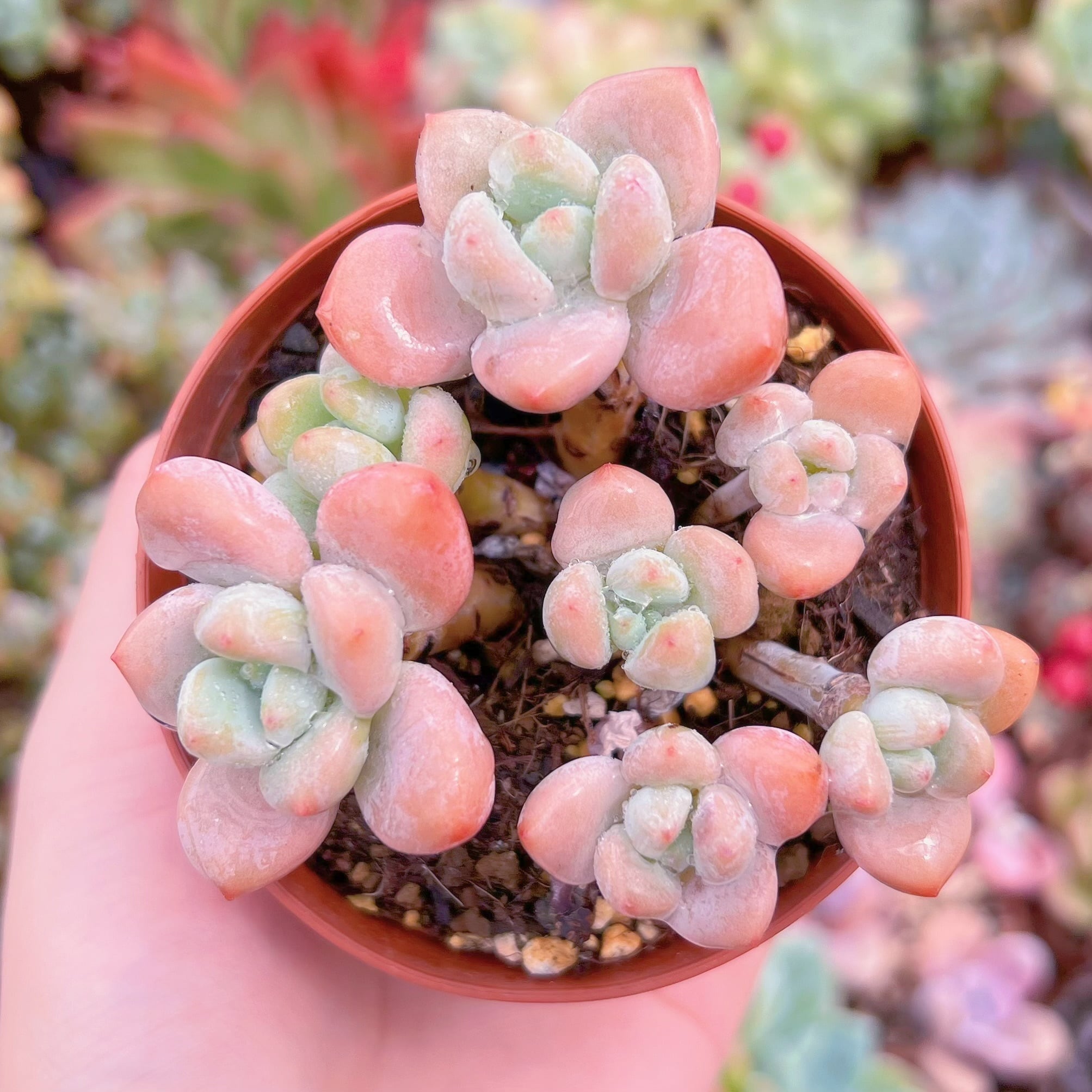 現品　マカロン#F002　るる農園