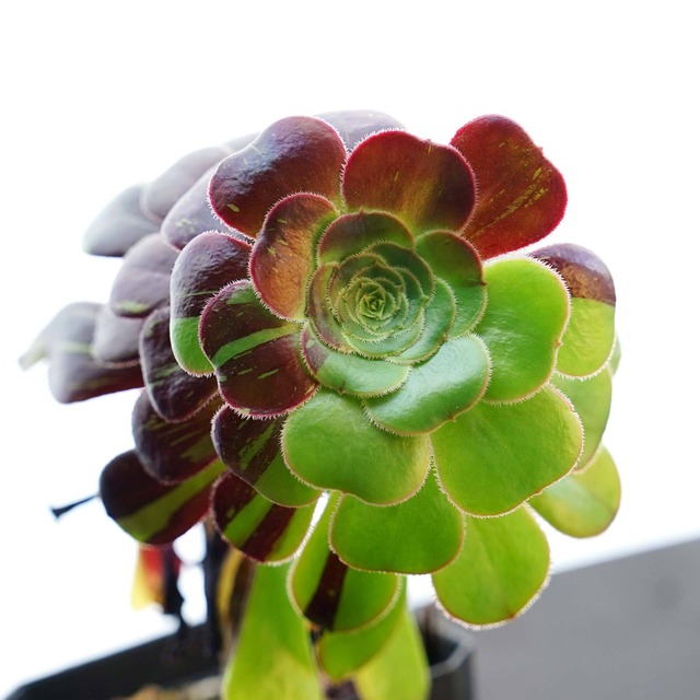 カット苗 ビッグバン 標準サイズ Aeonium 'Big Bang'