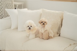 予約【pecoramou select】Cozy lace Dress