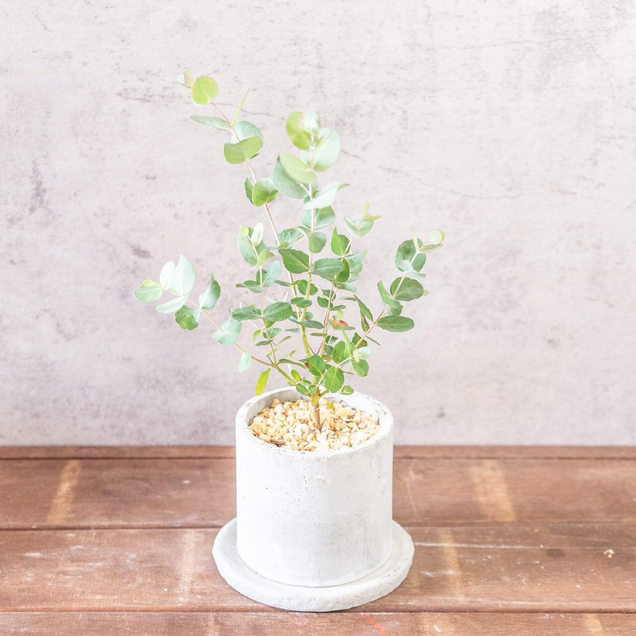 【形にこだわり抜いた】一株ごとの厳選仕入れで見つけた、美しいユーカリ・グニー。無機質な手づくりモルタル鉢との対比が際立つ一品|虫発生抑制|送料全国一律850円