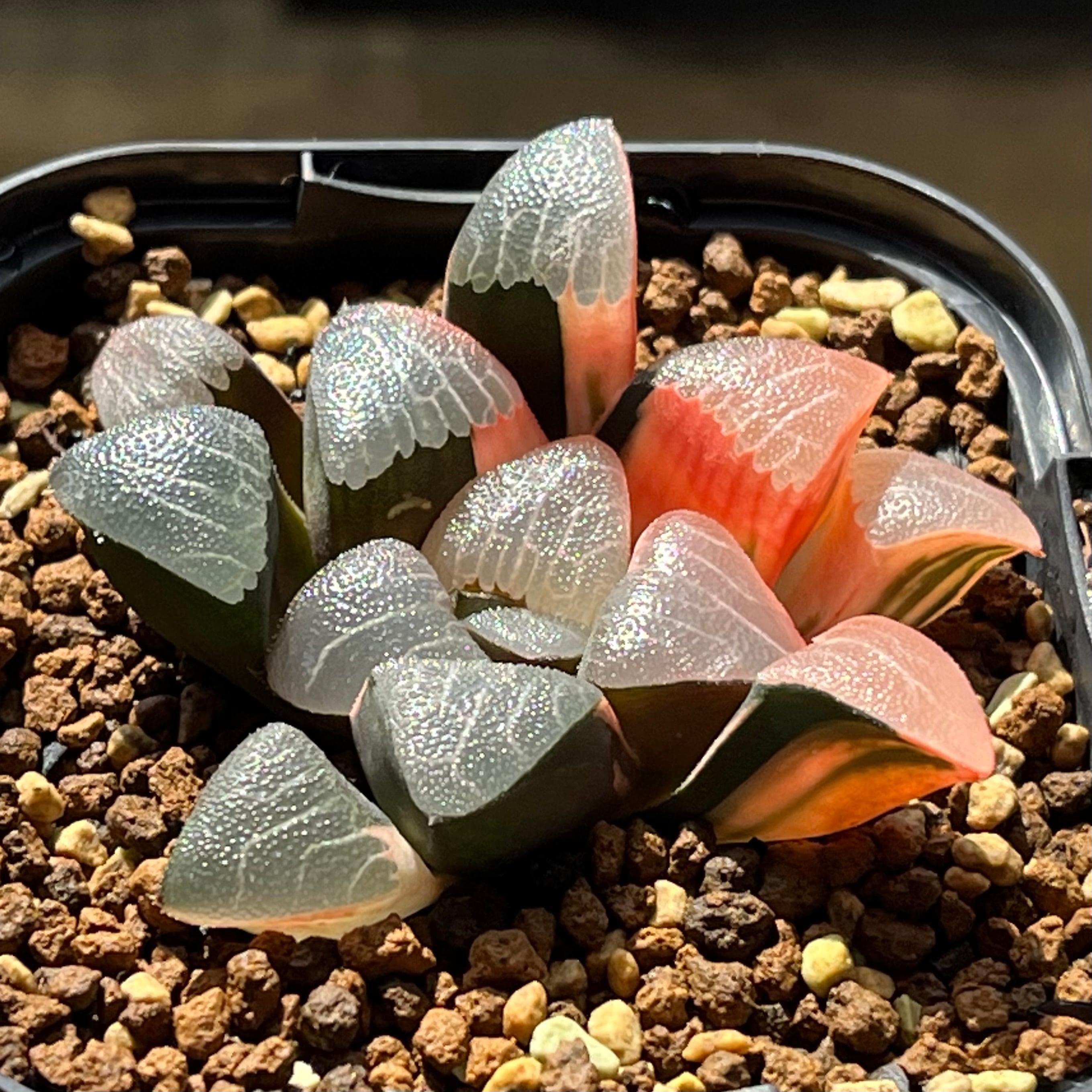ハオルチア オブツーサ錦 竜珠 糊斑 | mocono_plants