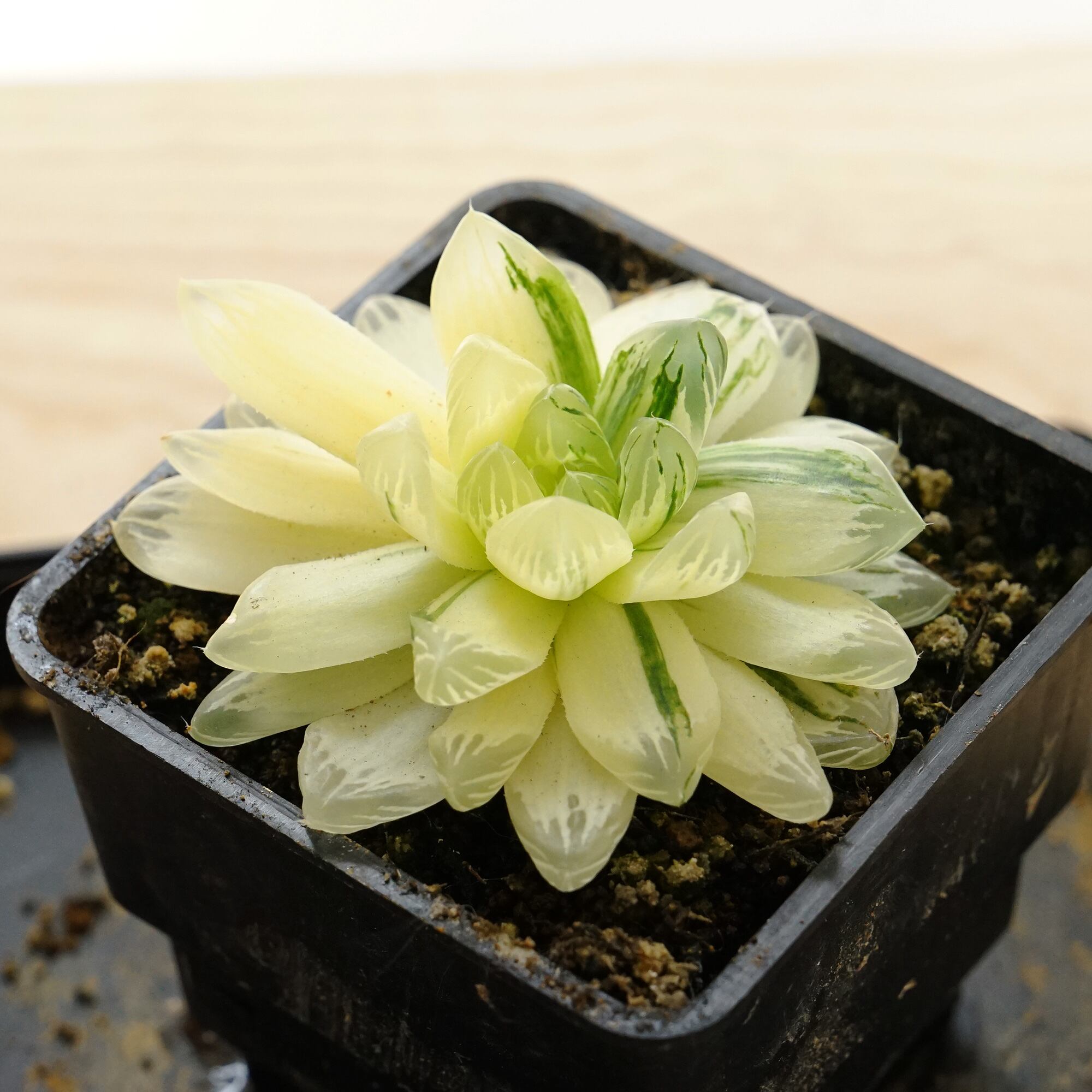 ハオルチア　白蛇伝　抜き苗 ハオルチア 白蛇伝 カキコ 抜き苗発送 ハオルチアオブツーサ錦 白蛇伝