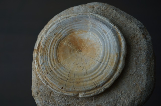 モロッコ産サメ脊椎化石 Otodus obliquus 2426