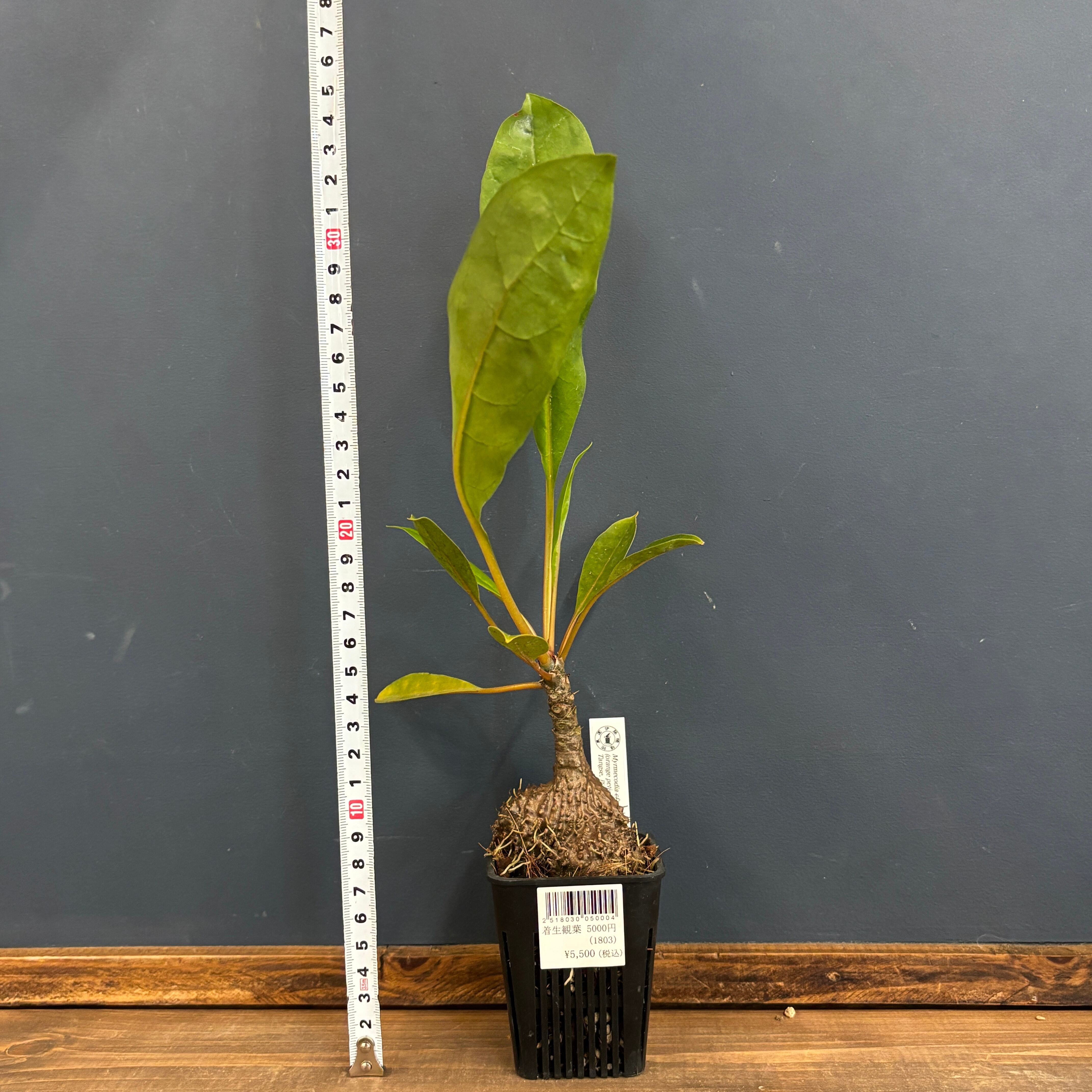 ミルメコディア Myrmecodia cf. platytyrea (orange petioles