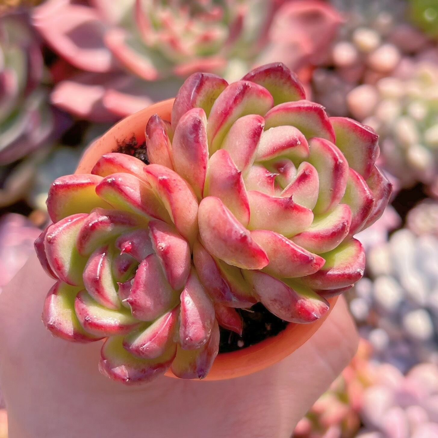 多肉植物　モンブラン2頭群生　新入荷　るる農園