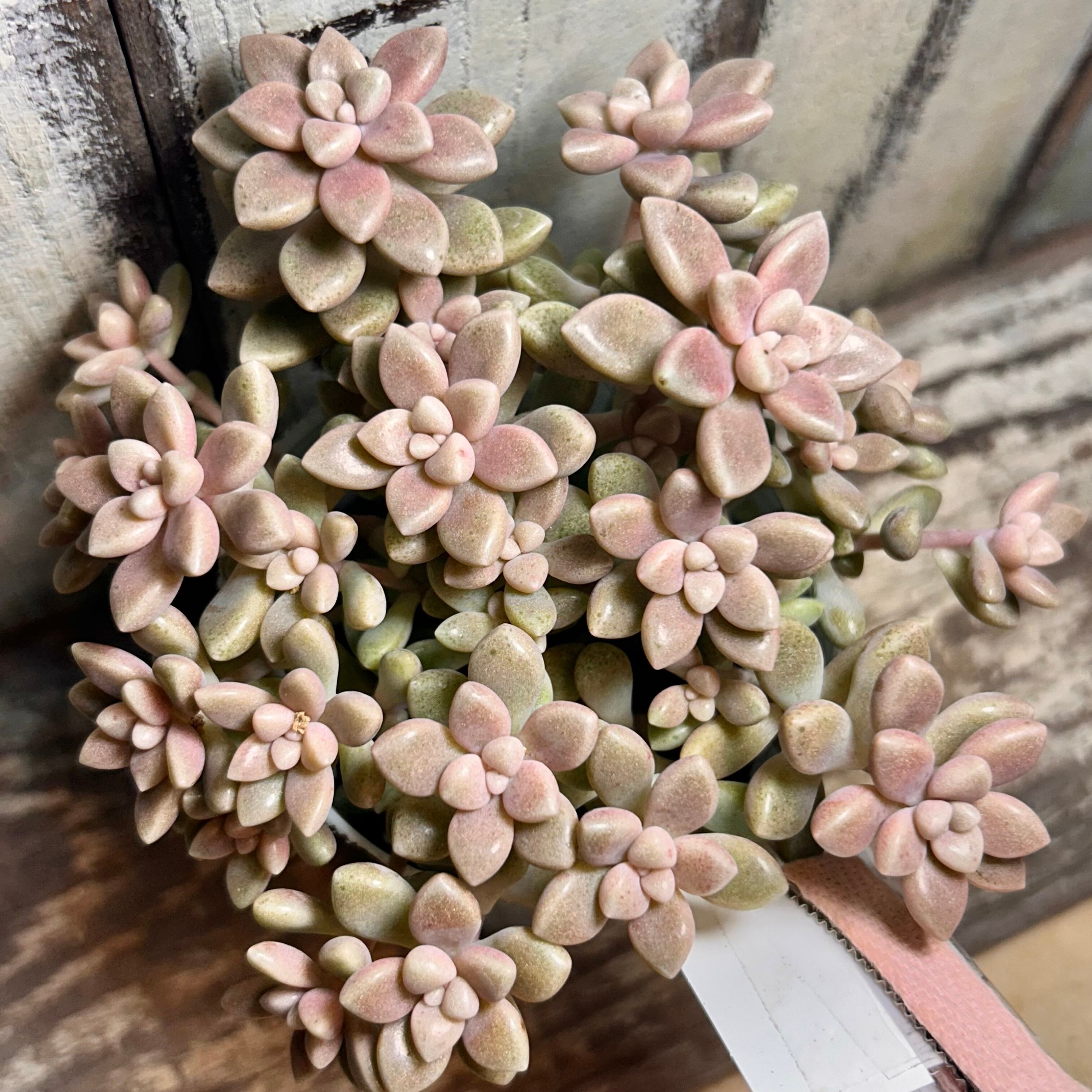 ウェディングドレス錦 アエオニウム | RuPo 多肉植物専門店