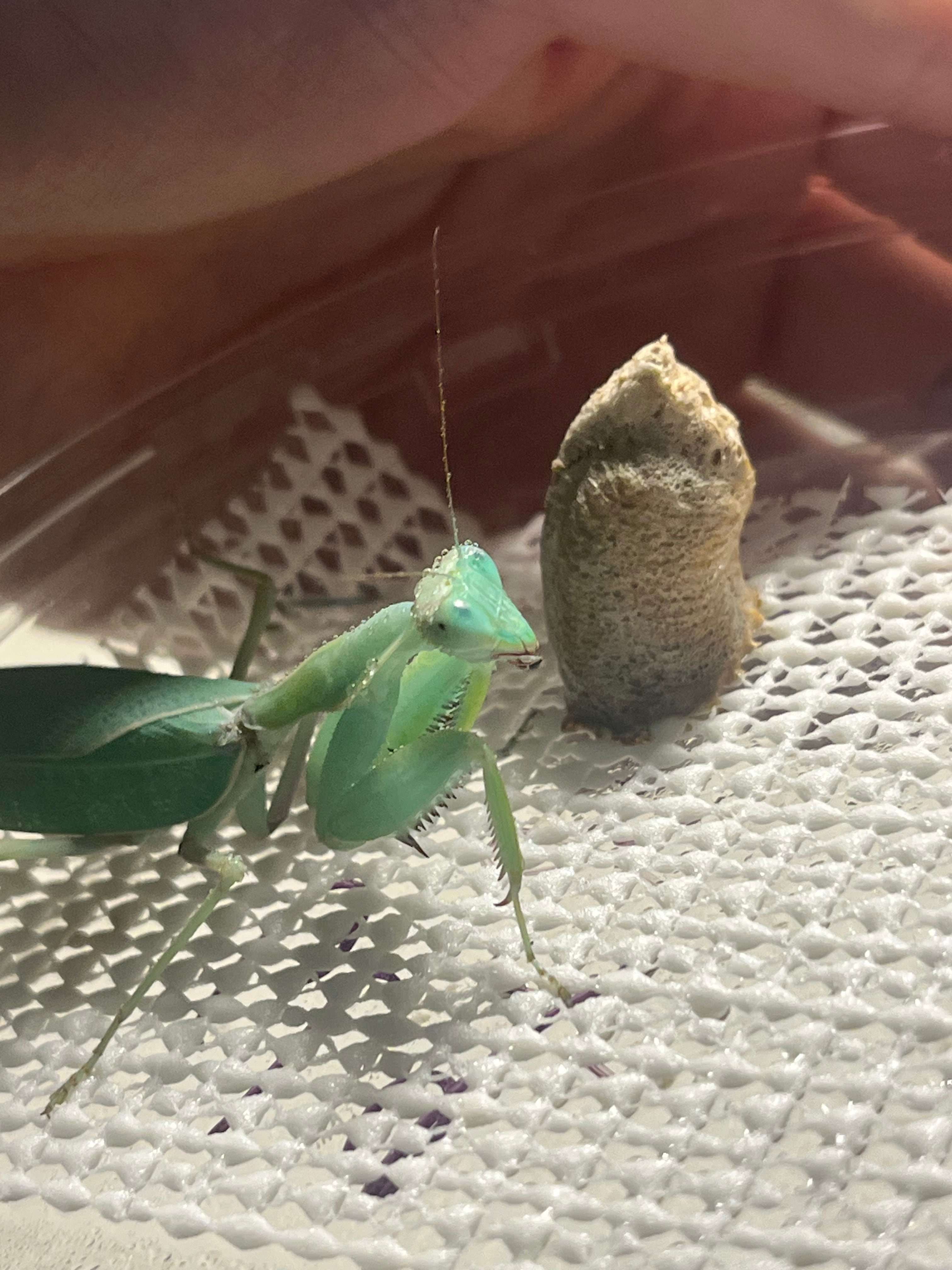 虫タマゴラス カマキリ 虫タマゴラス カマキリ