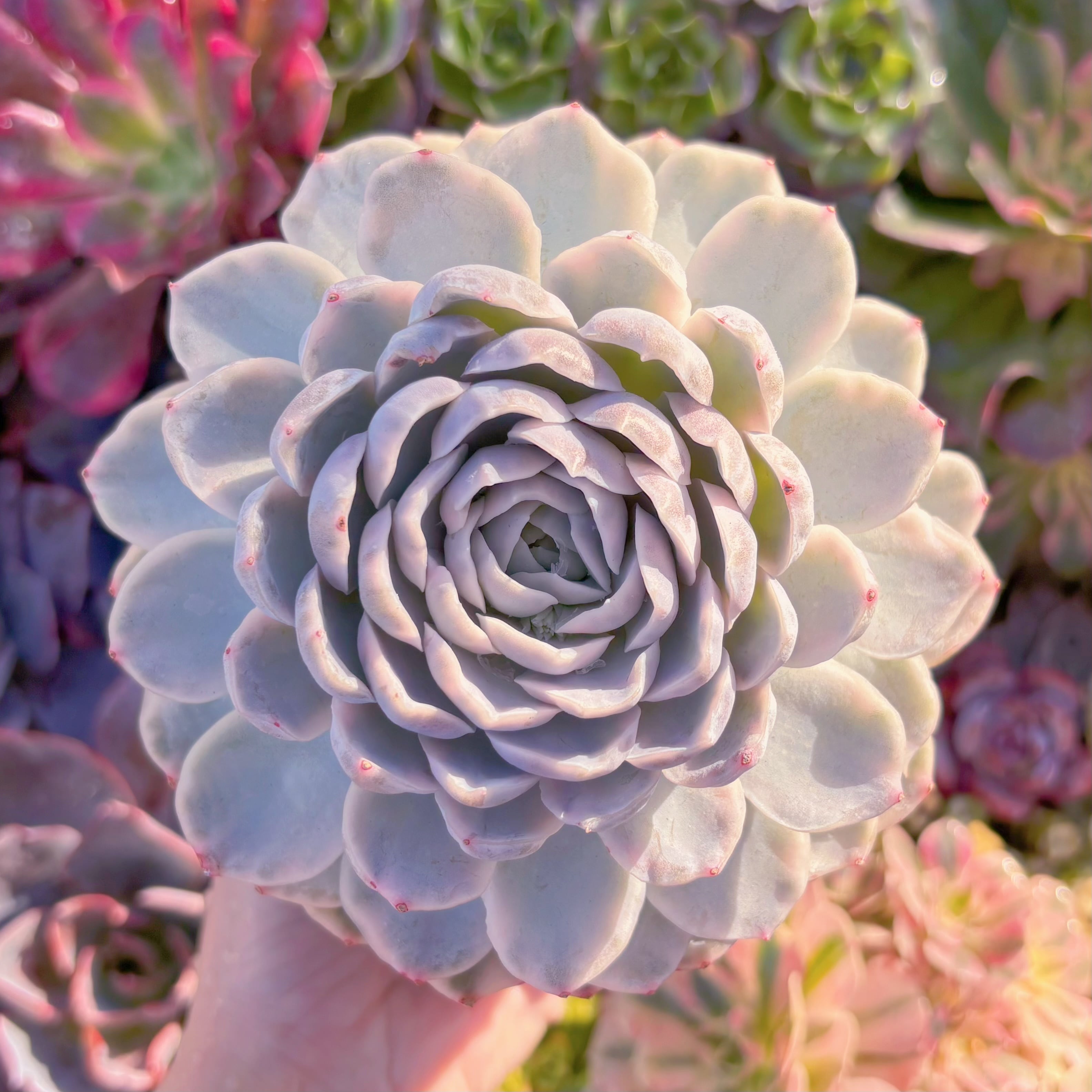 現品　スノーボール錦#A059　大苗　在庫僅少　新入荷　るる農園