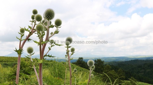 希少植物「ヒゴタイ」の咲く阿蘇の風景