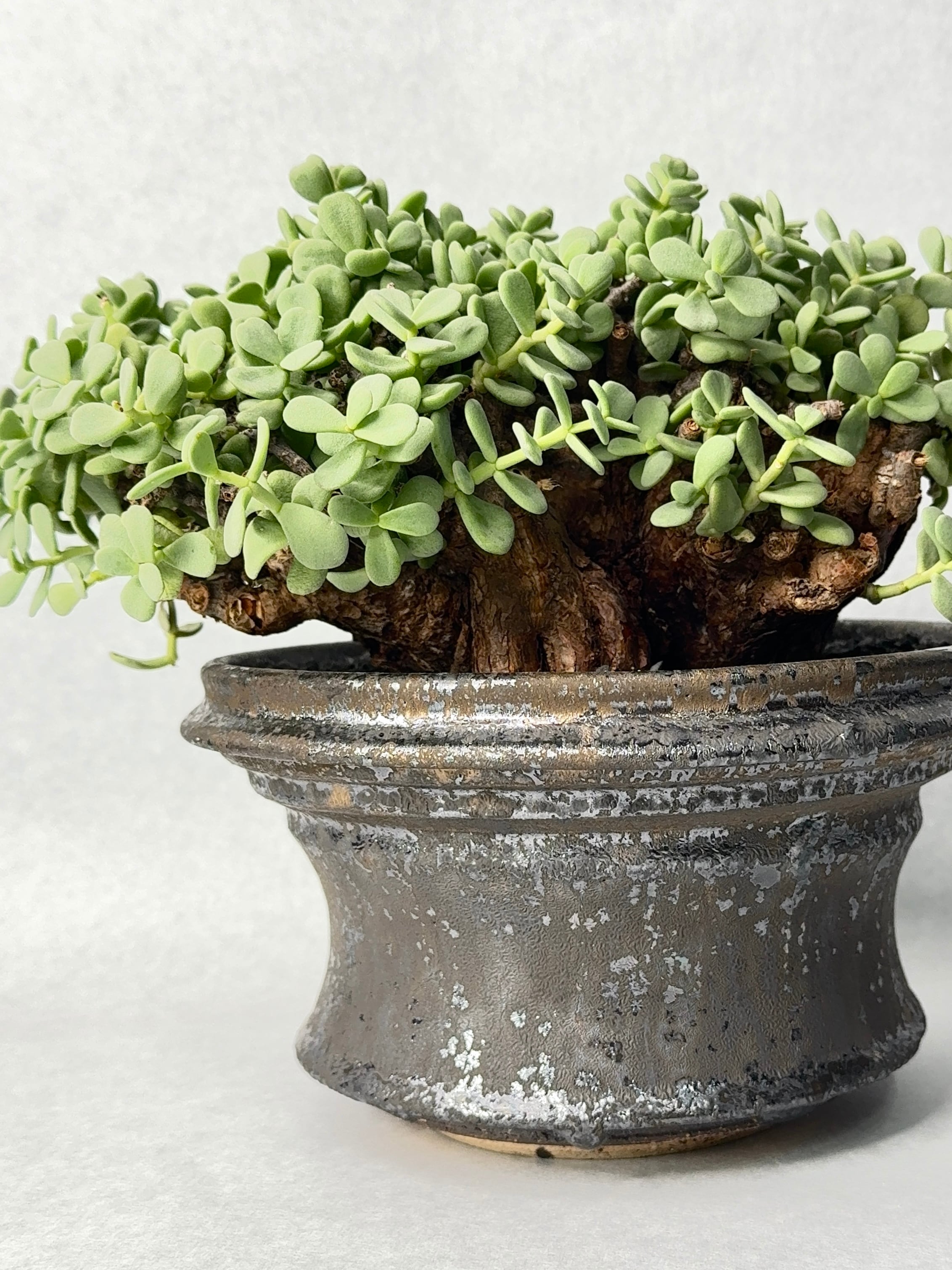 姫野翔太 | trigger