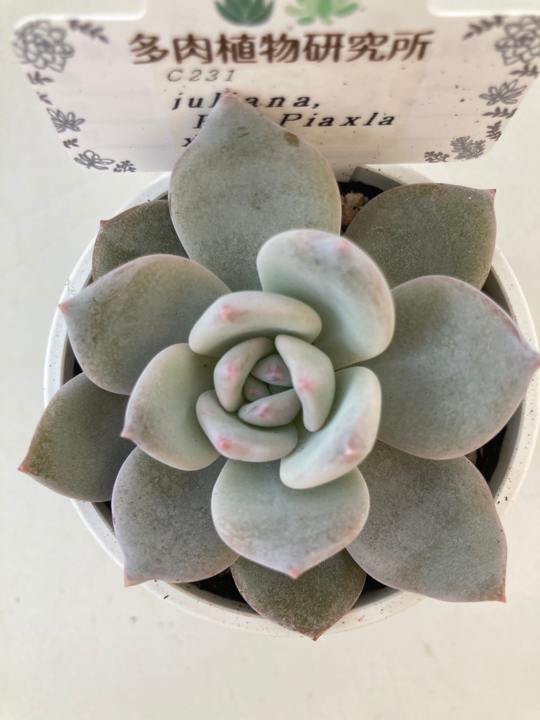 現物商品】ユリアナx ラウイ | 多肉植物研究所