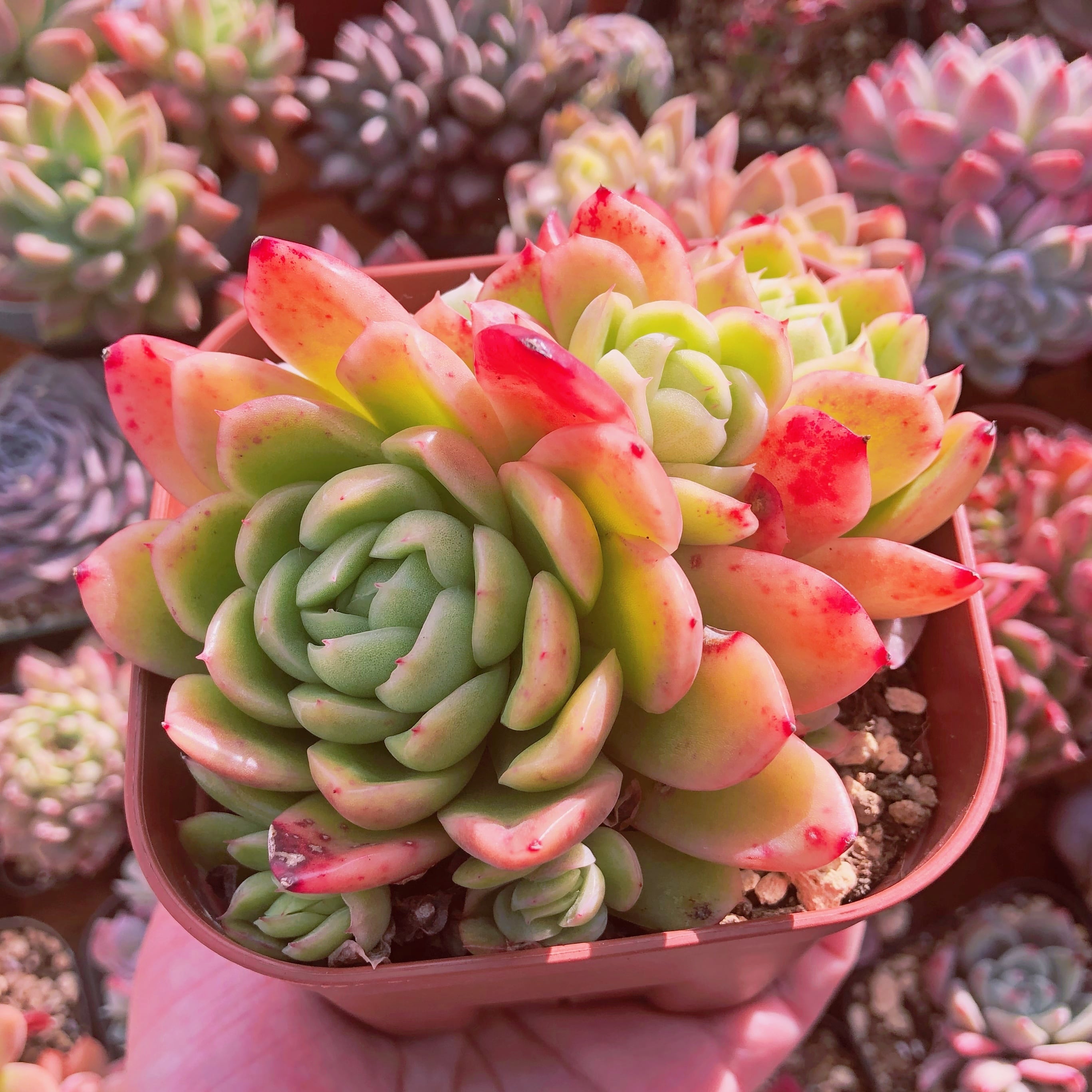 多肉植物 ラズアガ 4個 大きめ【A】