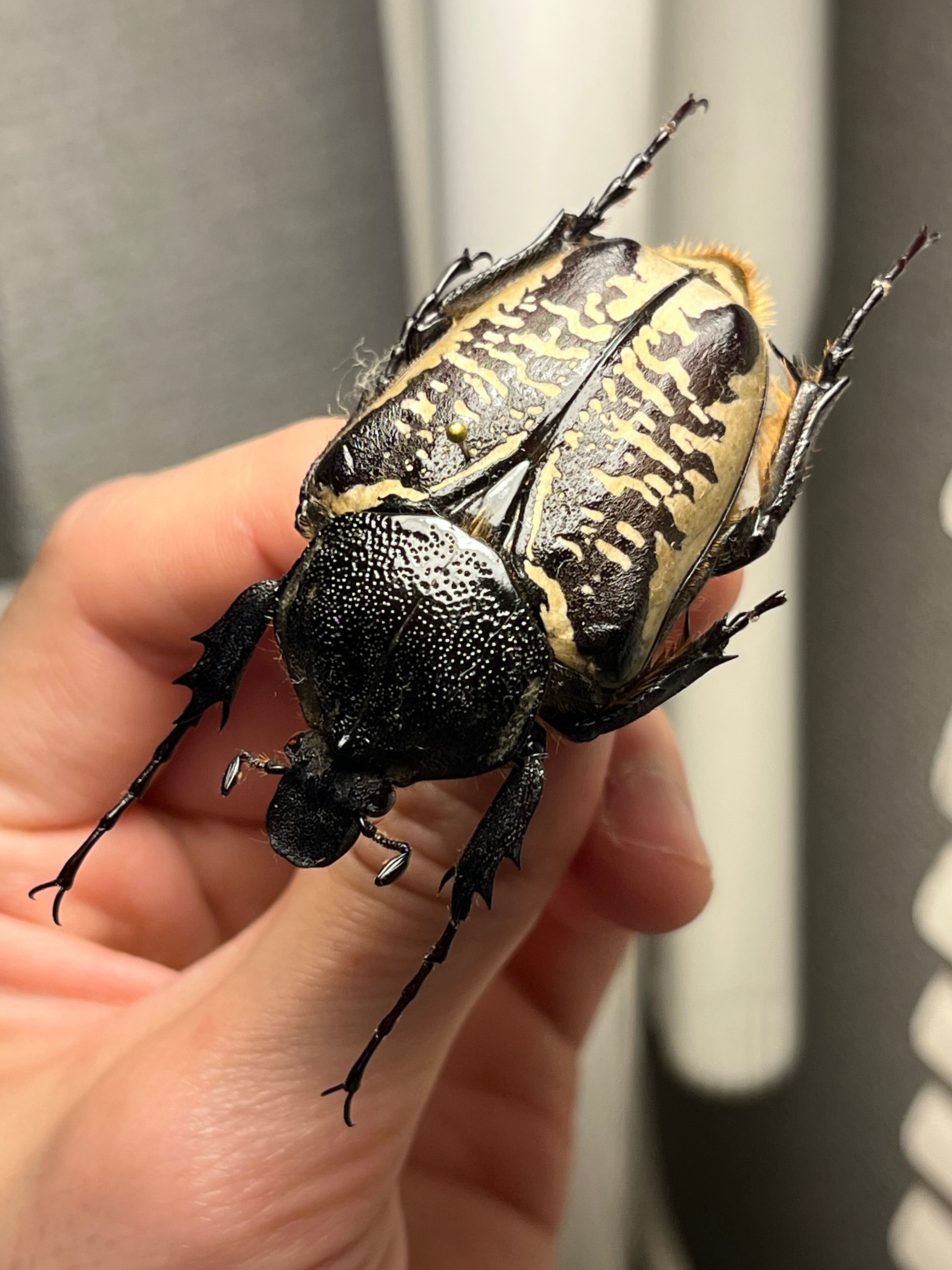 属内最小種】サザナミゴライアスオオツノハナムグリ Goliathus