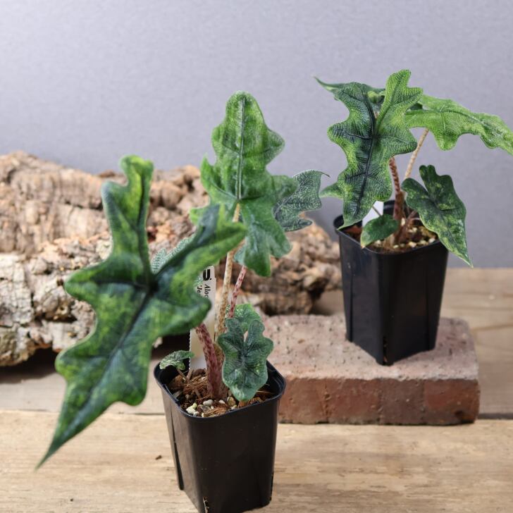 745『urban jungle アロカシア ジャックリン 斑入り』 観葉植物【送料