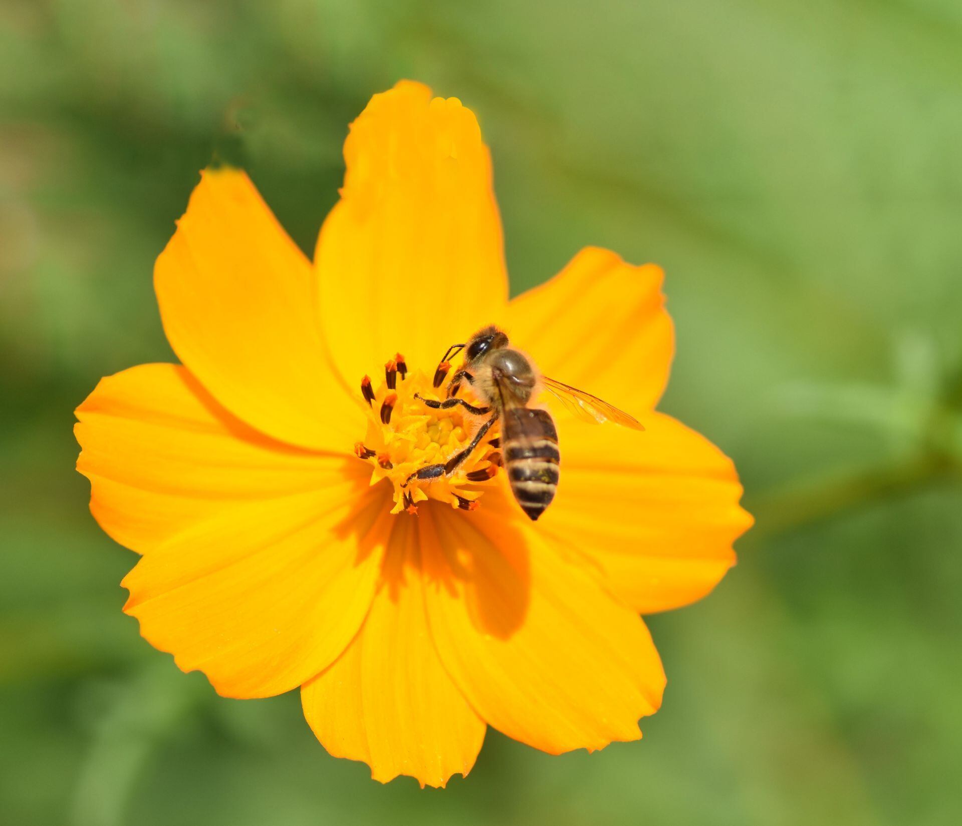 百花舞蜜（たれ蜜） 瓶1,100g | 西塚ハニー