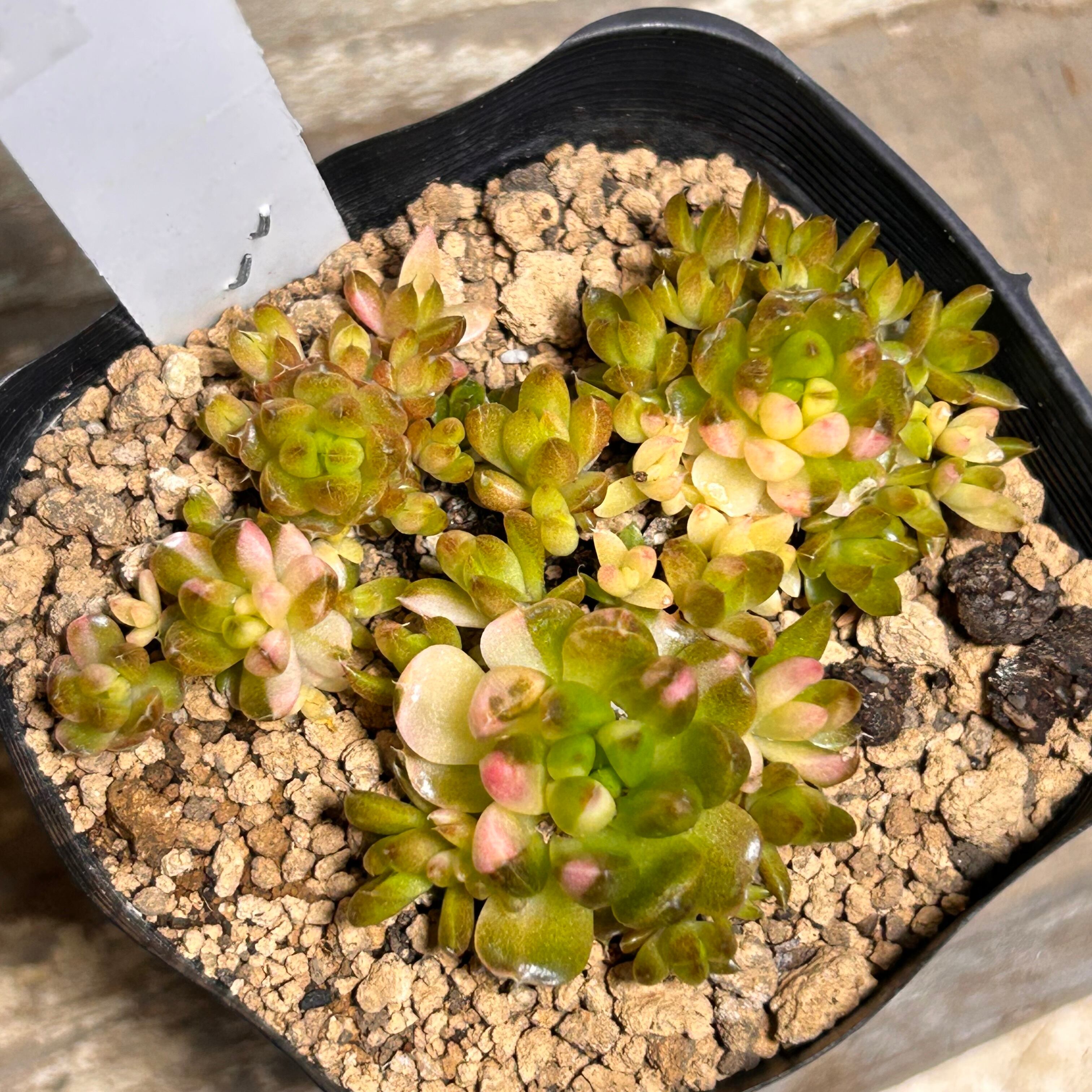 爪蓮華錦 | RuPo 多肉植物専門店