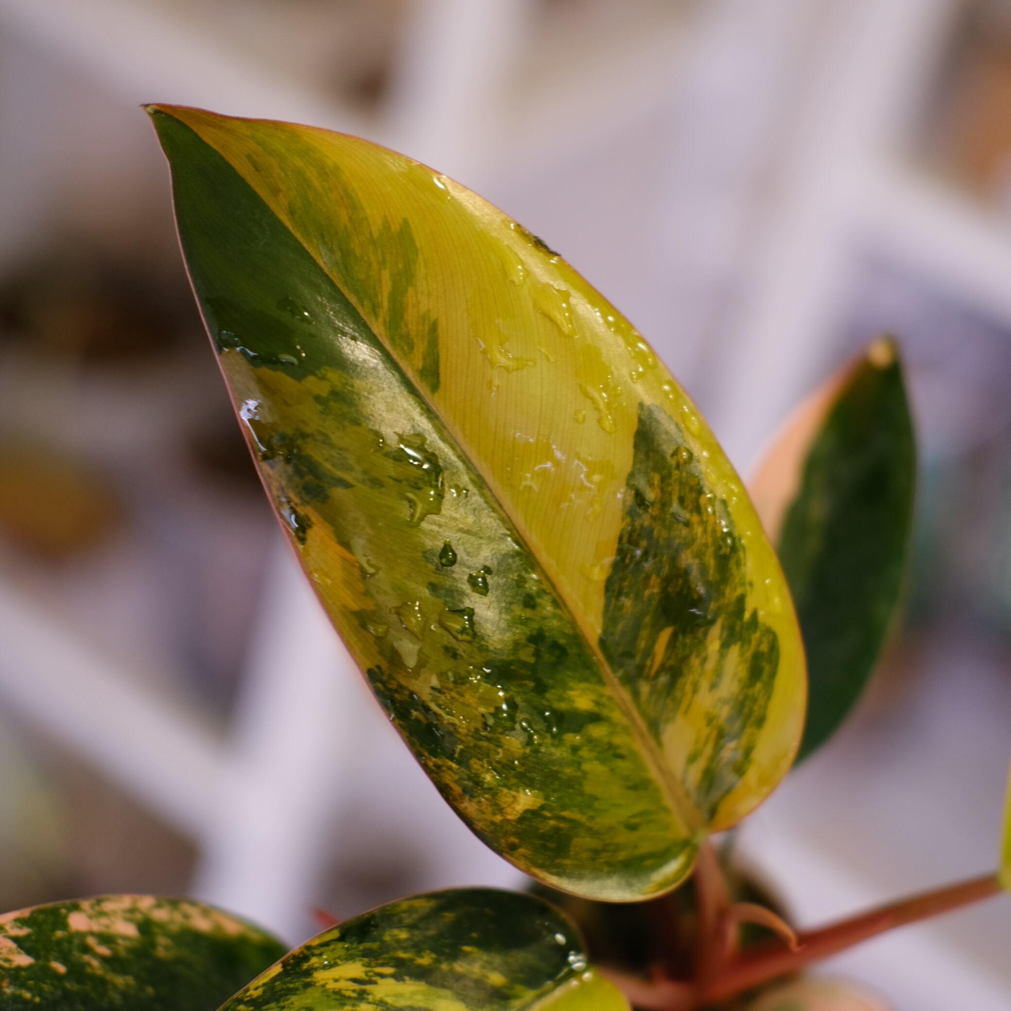 フィロデンドロン・レッドコンゴ⑤│Philodendron Red Congo｜観葉植物