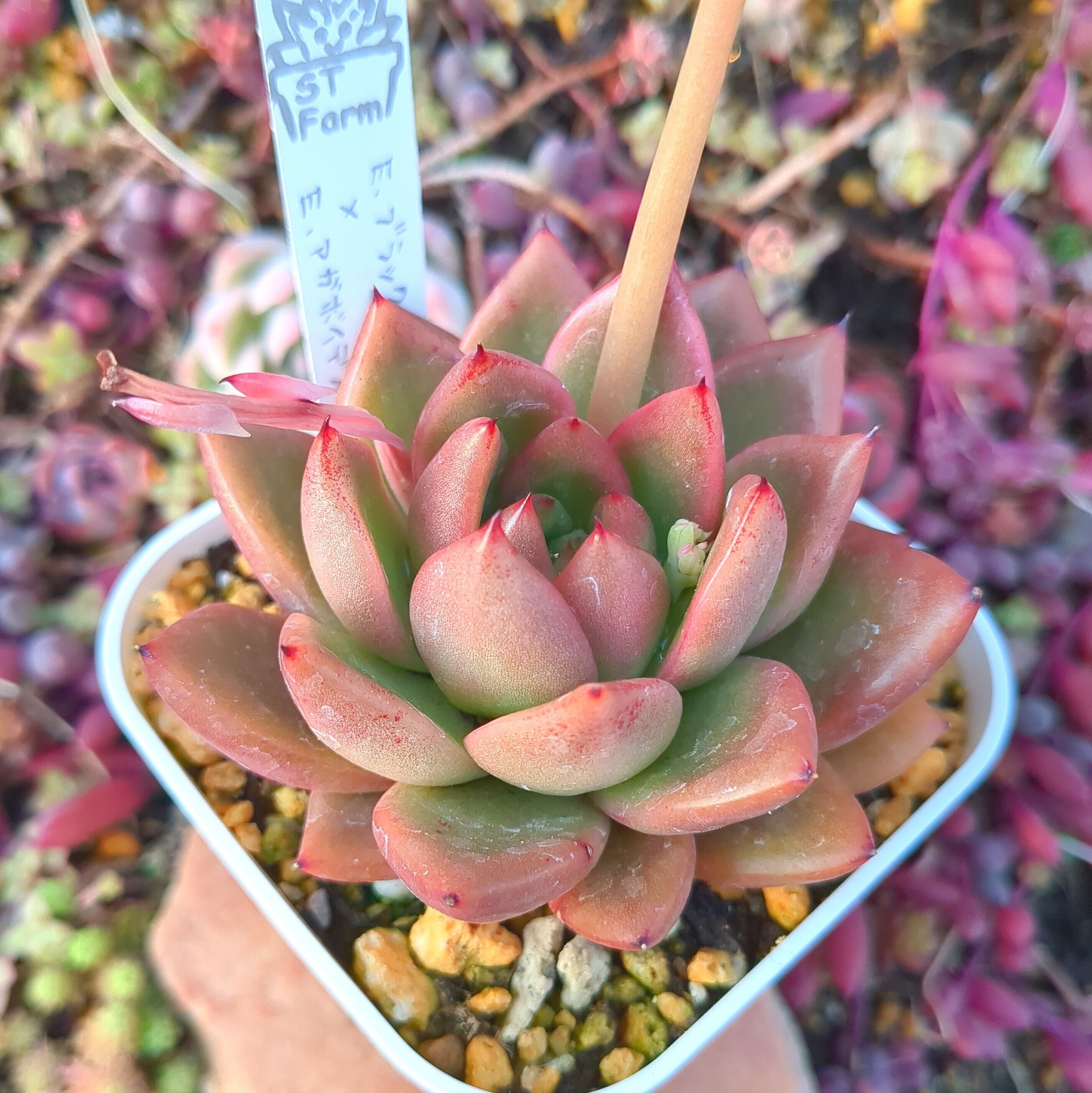 多肉植物　アガボイデス交配セット 多肉植物 アガボイデス交配セット 【公式通販】