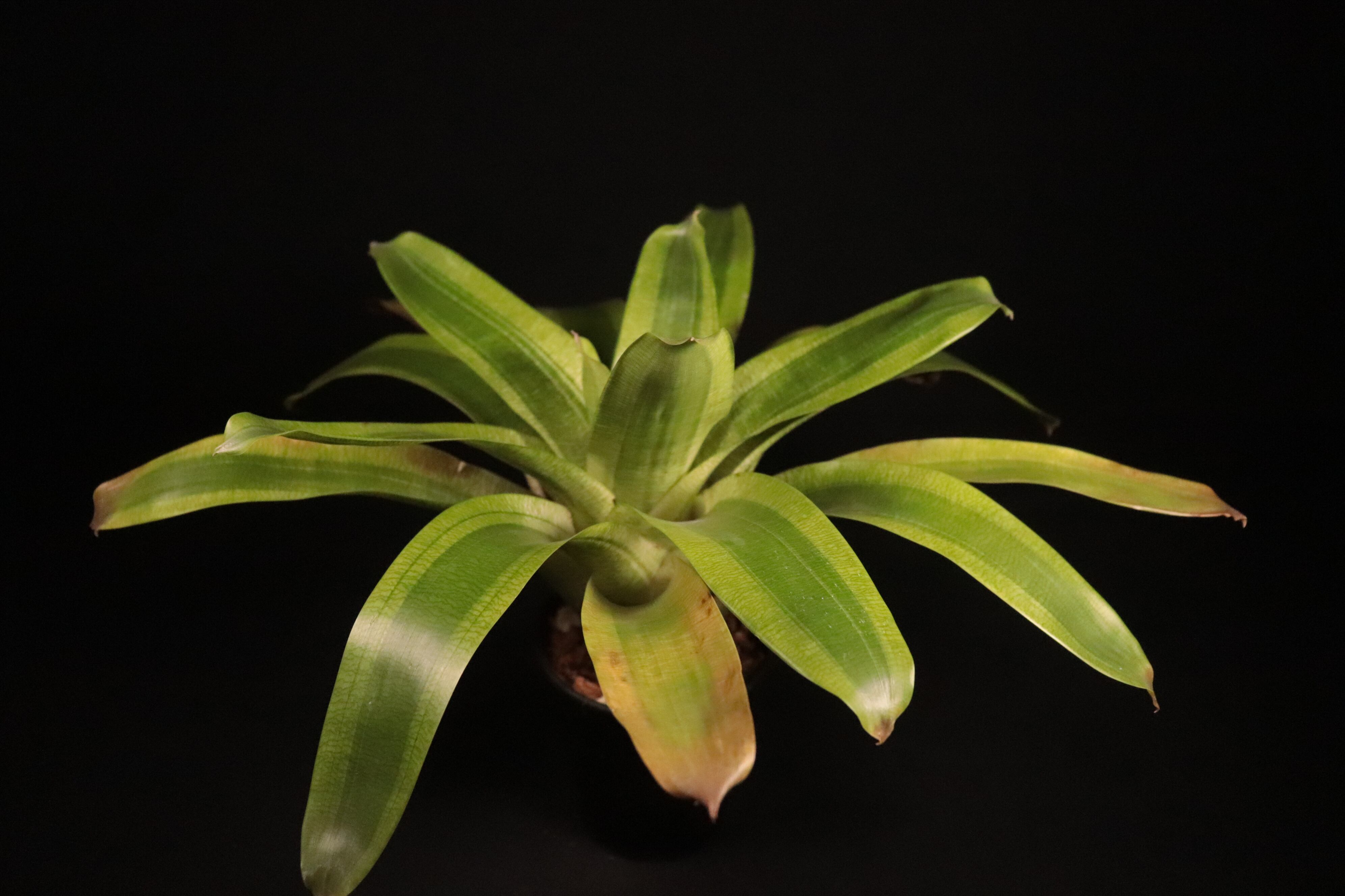 送料無料】Vriesea 'Margarita'〔フリーセア〕現品発送V0089 | plane