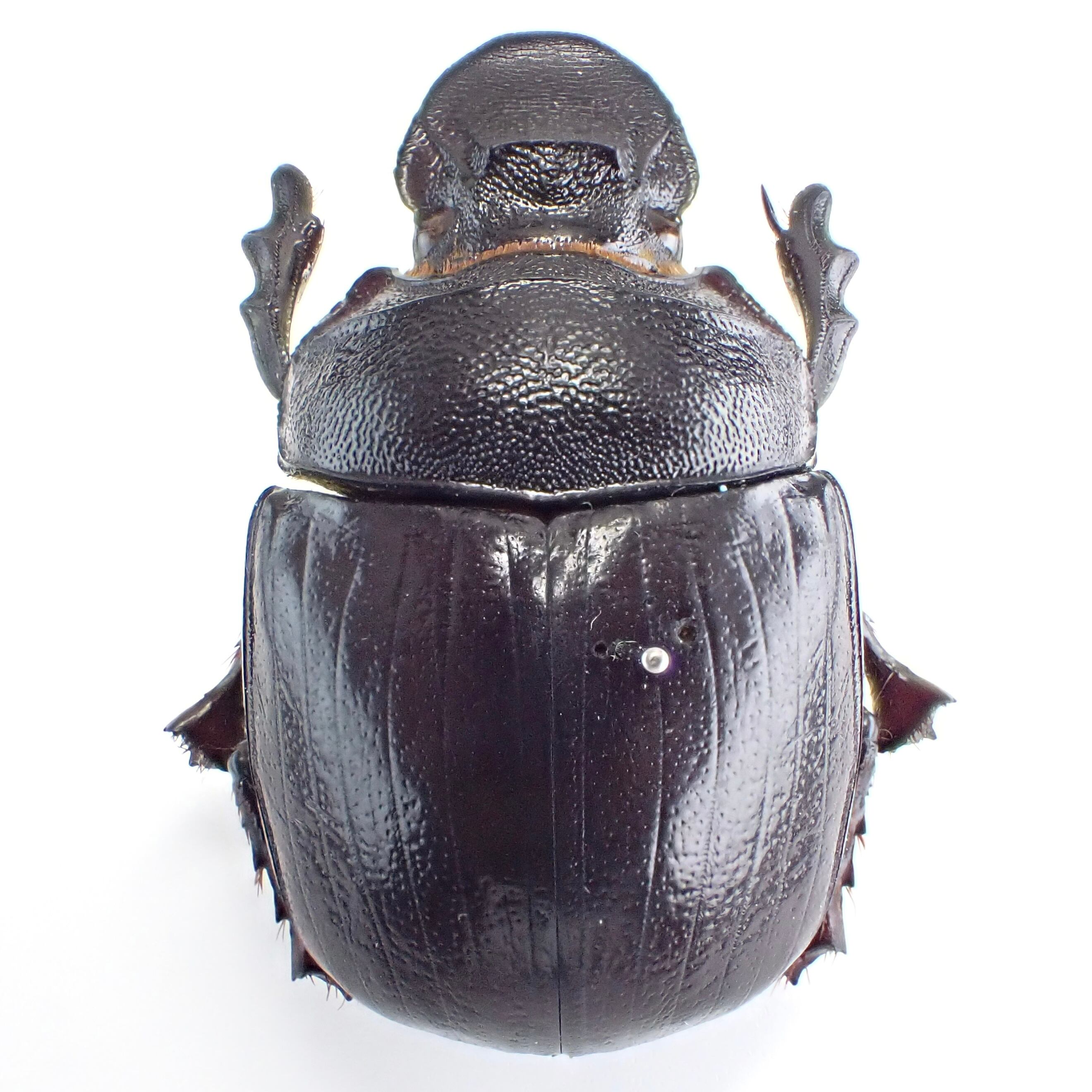 標本 Etiopia Helicopris densissa 35mm エチオピア産 Heliocopris densissa ♂♀ 35mm/38mm | 昆虫標本