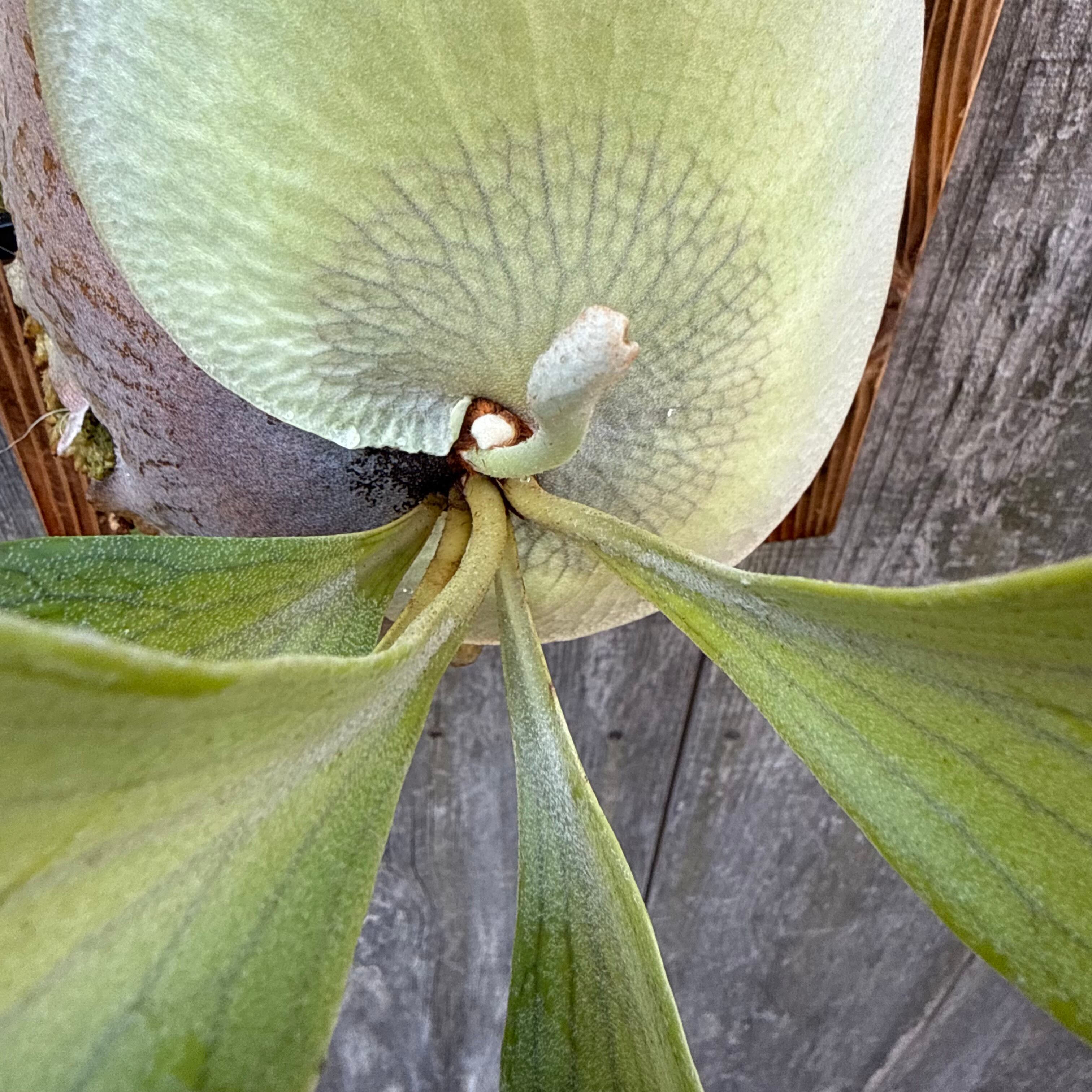 P. hillii spore #44 (pup) | naturefix