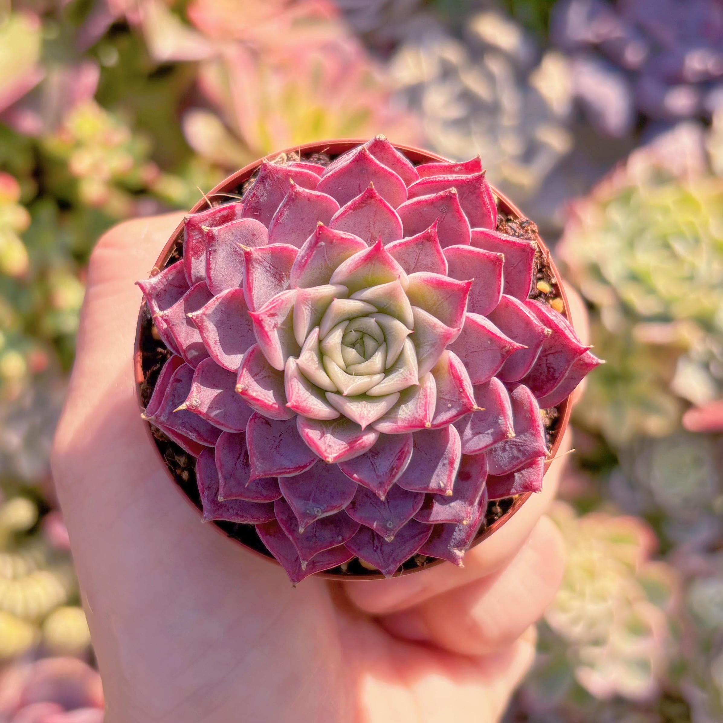 現品　腮紅#M150　るる農園