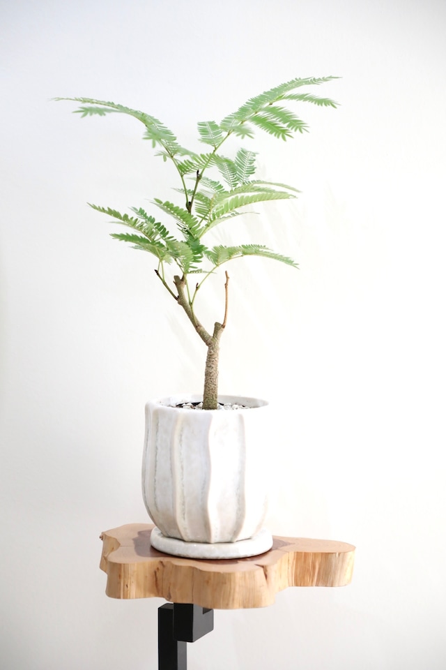 【S】エバーフレッシュ/Pithecellobium confertum ever fresh ※陶器鉢付き