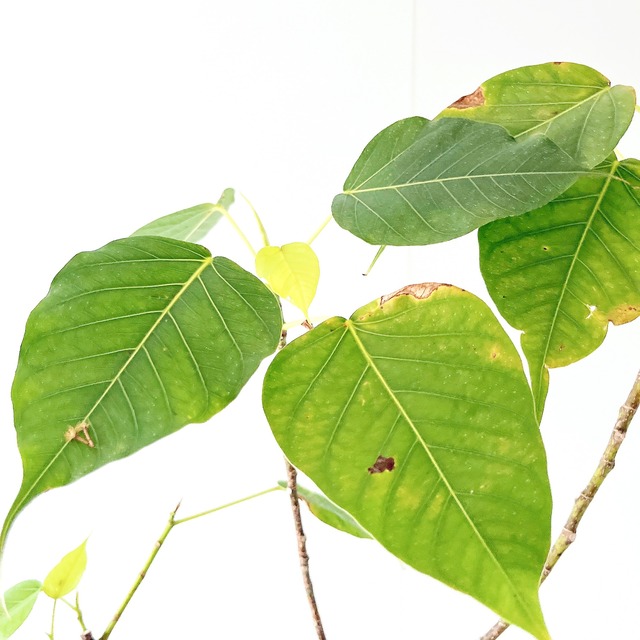 インドボダイジュ 希少 フィカス レリジオーサ  観葉植物 calm cafe