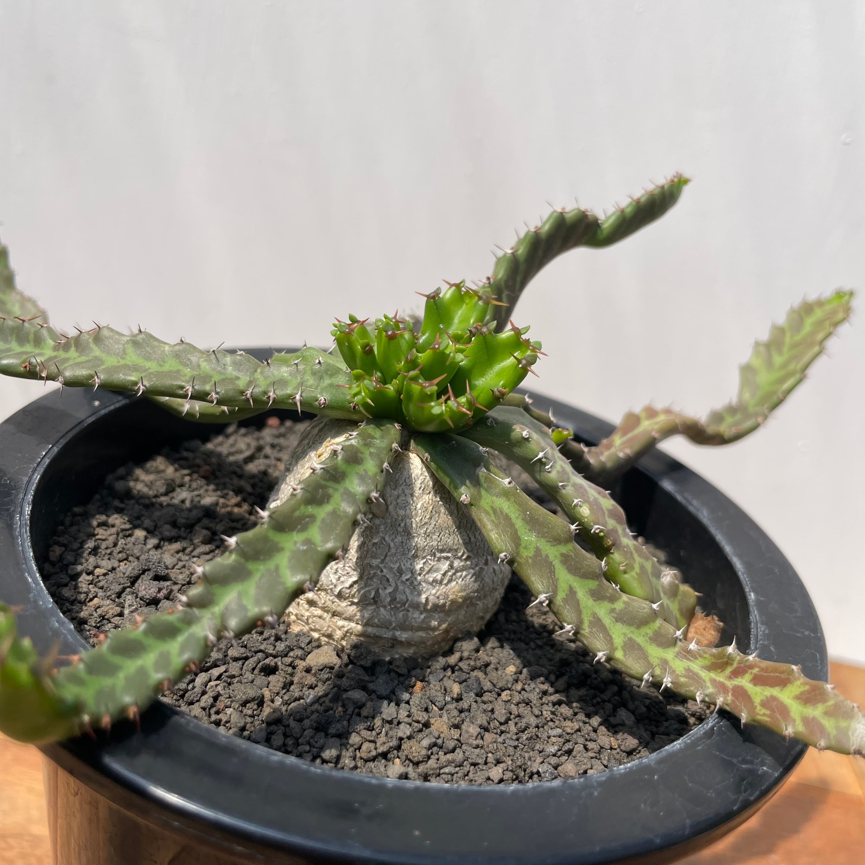 Euphorbia stellata【ユーフォルビア・飛竜・実生】 | RIMO'S GREEN
