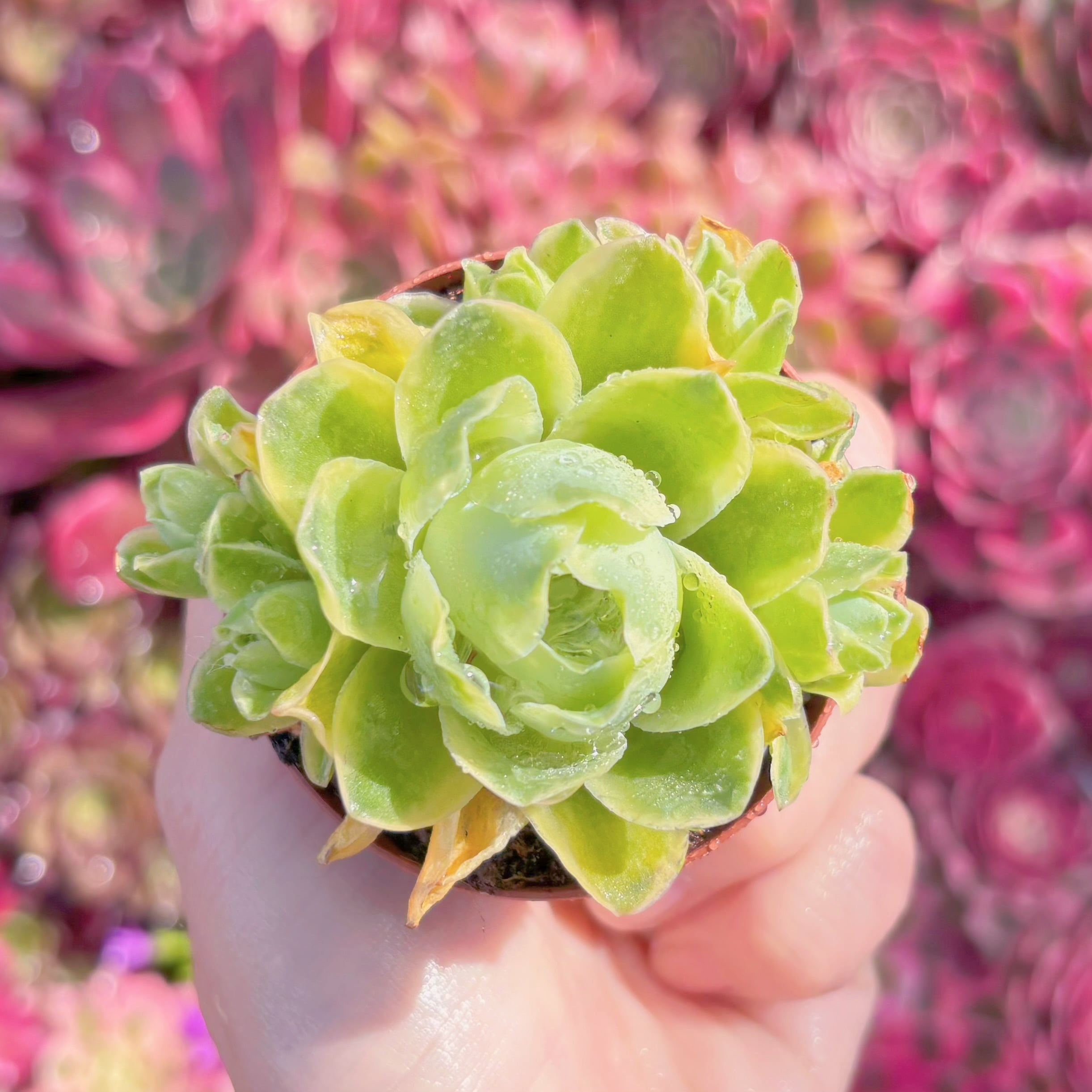 多肉植物　グリーノビア錦　群生　新入荷　るる農園