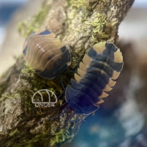 ラス前 Rubber ducky ５匹セット ダンゴムシ ラバーダッキー 5+1匹 | DNG64｜ダンゴムシ販売店