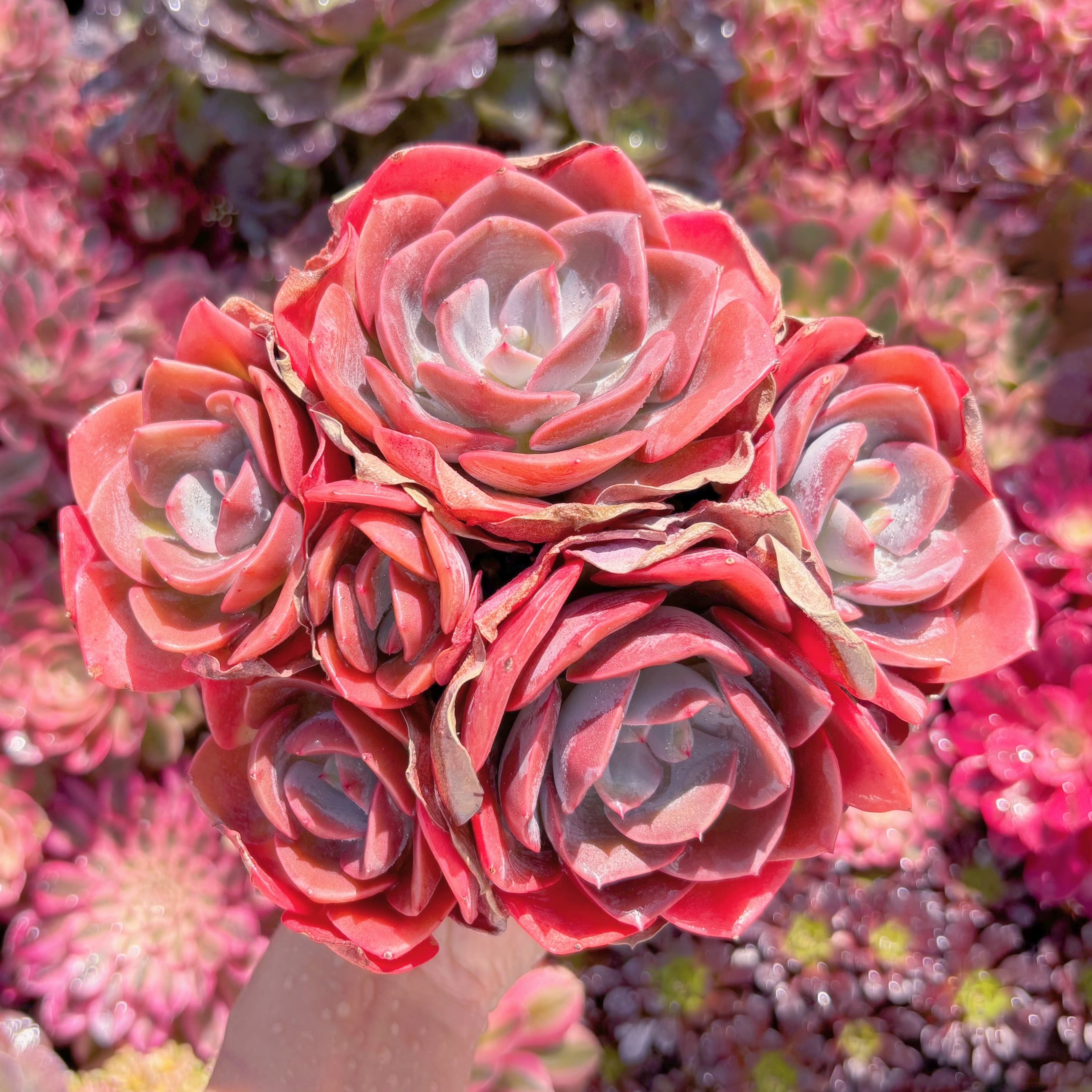 現品　Dusty Rose#029　特大群生　新入荷　るる農園