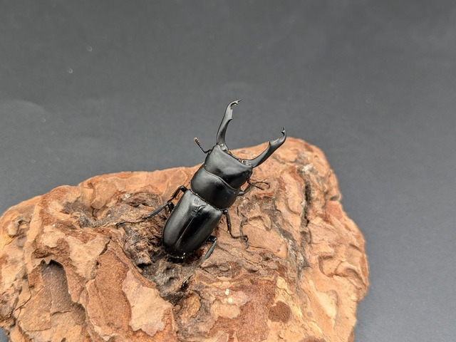 リョフスジクワガタ　♂39ｍｍ♀24ｍｍ