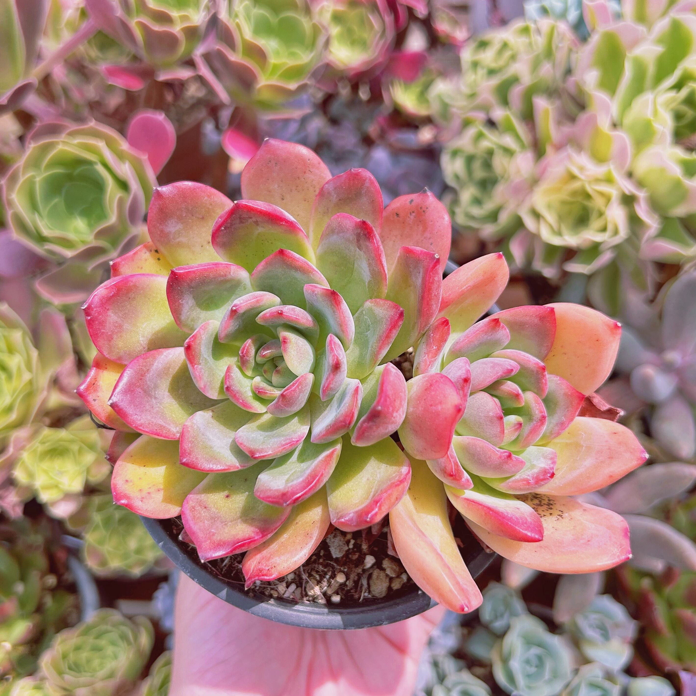 #776現物　多肉植物　グランピンク　特大　抜き苗