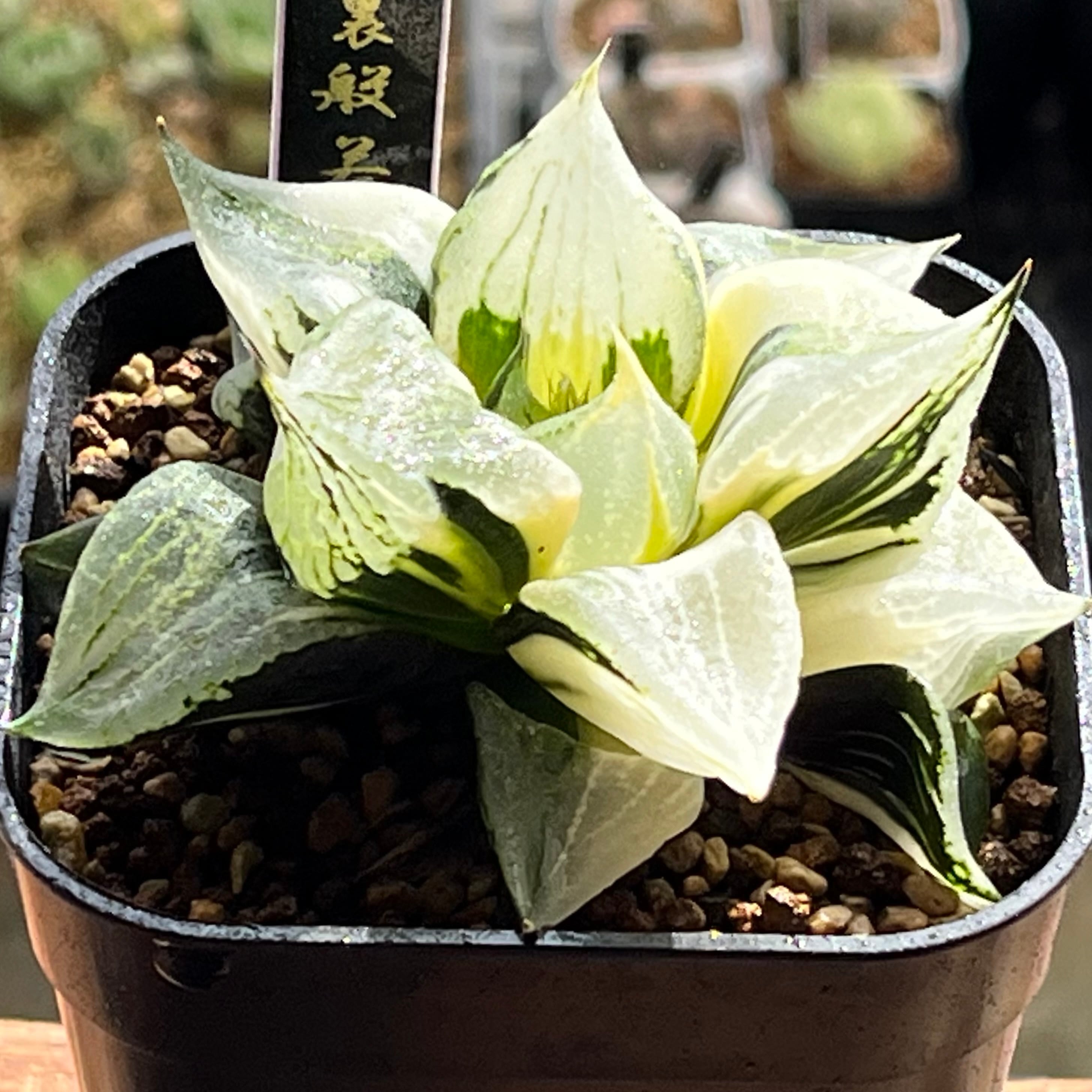 ハオルチア ブルコン般若 | mocono_plants