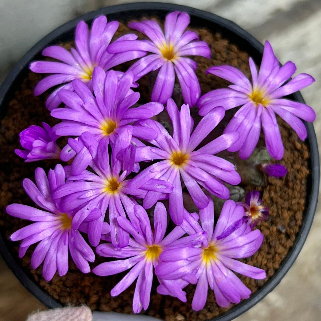 T）コノフィツム ルックホッフィー | RuPo 多肉植物専門店