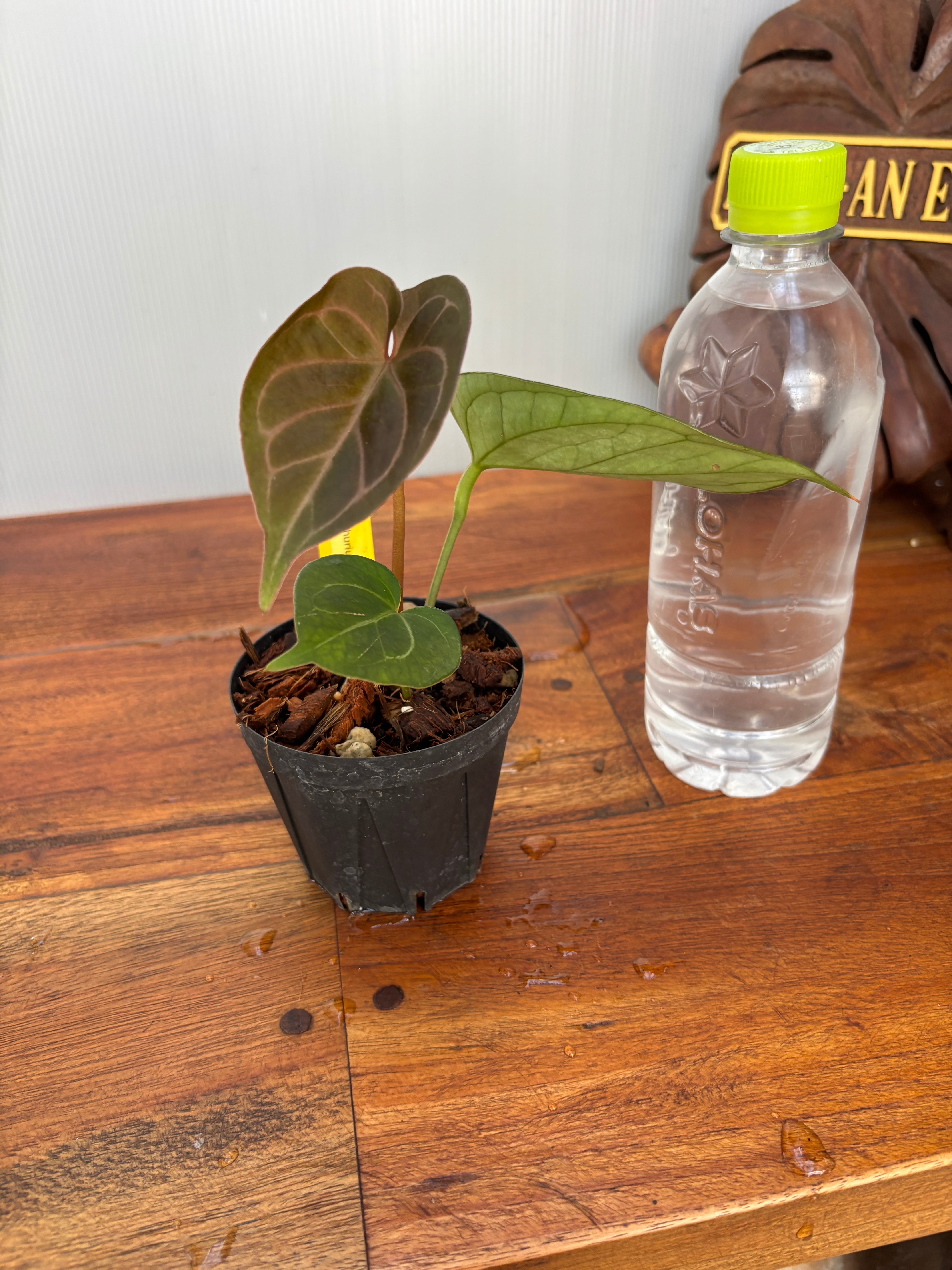 Anthurium | BA PLants