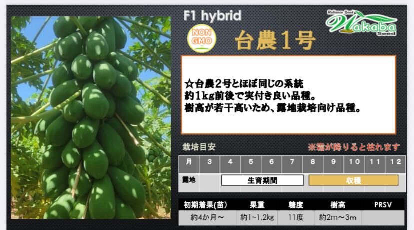 青パパイヤ種子10粒規格「台農1号」 | wakabaseed