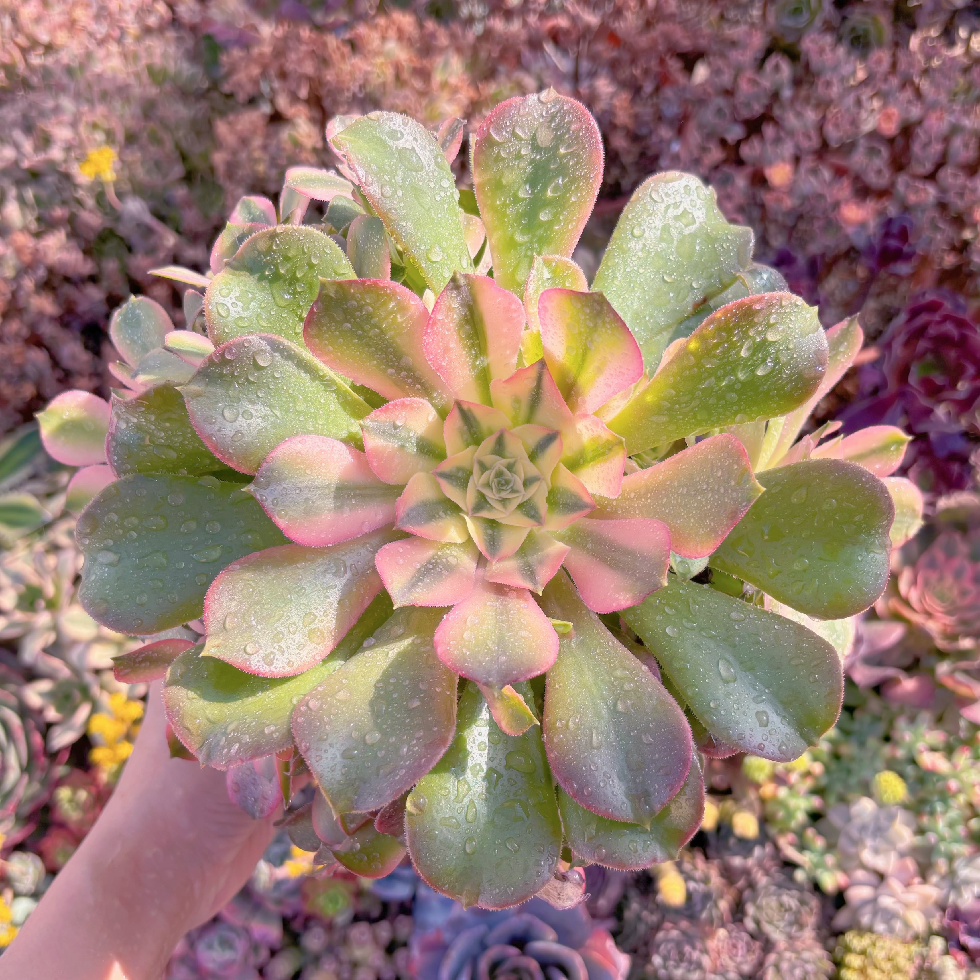 現品　アフラダイティ変異#A070　特大群生　るる農園