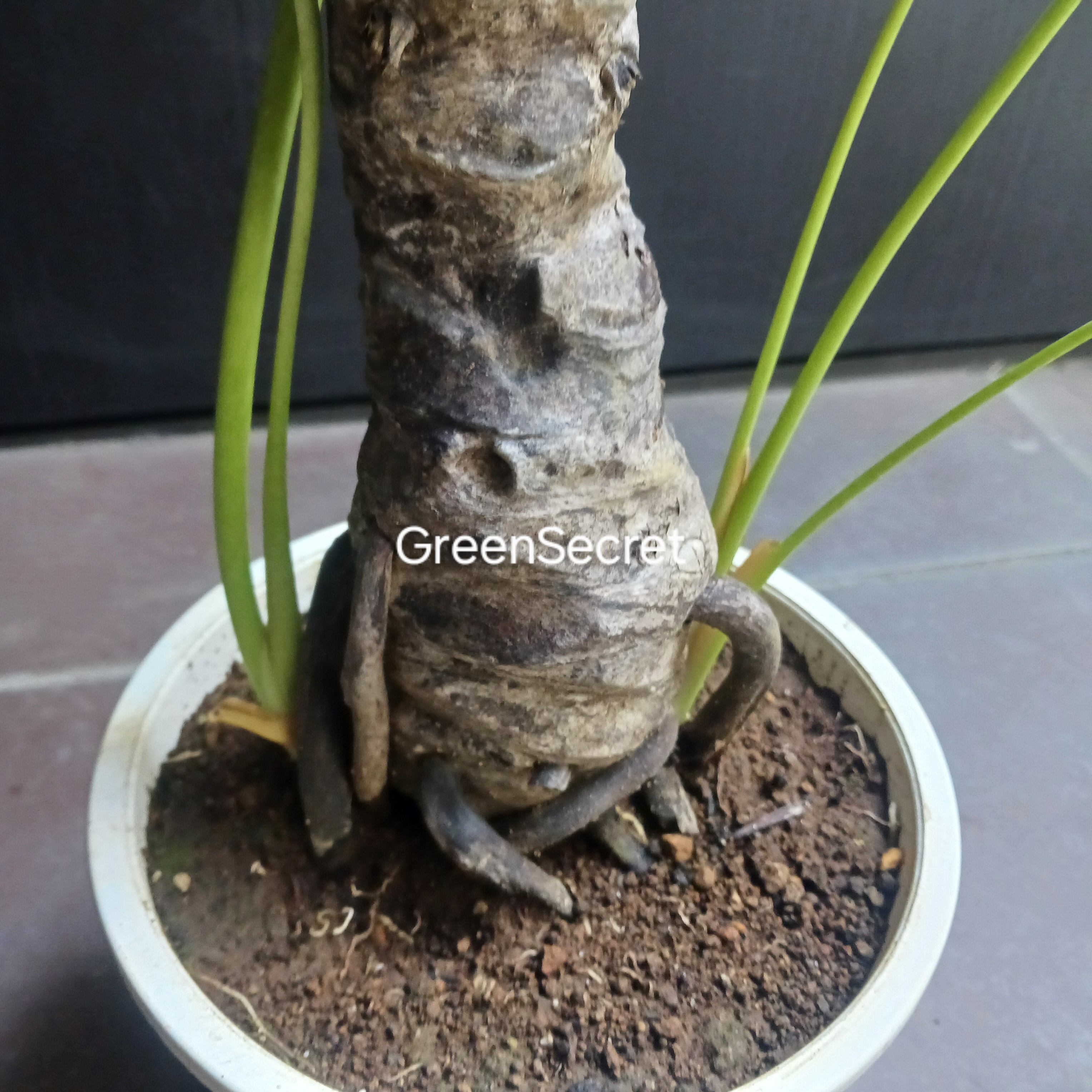 引取限定★1 セローム 10号　幹上がり　幹立ち　観葉植物 10 セローム 6号 幹上がり 幹立ち | GreenSecret
