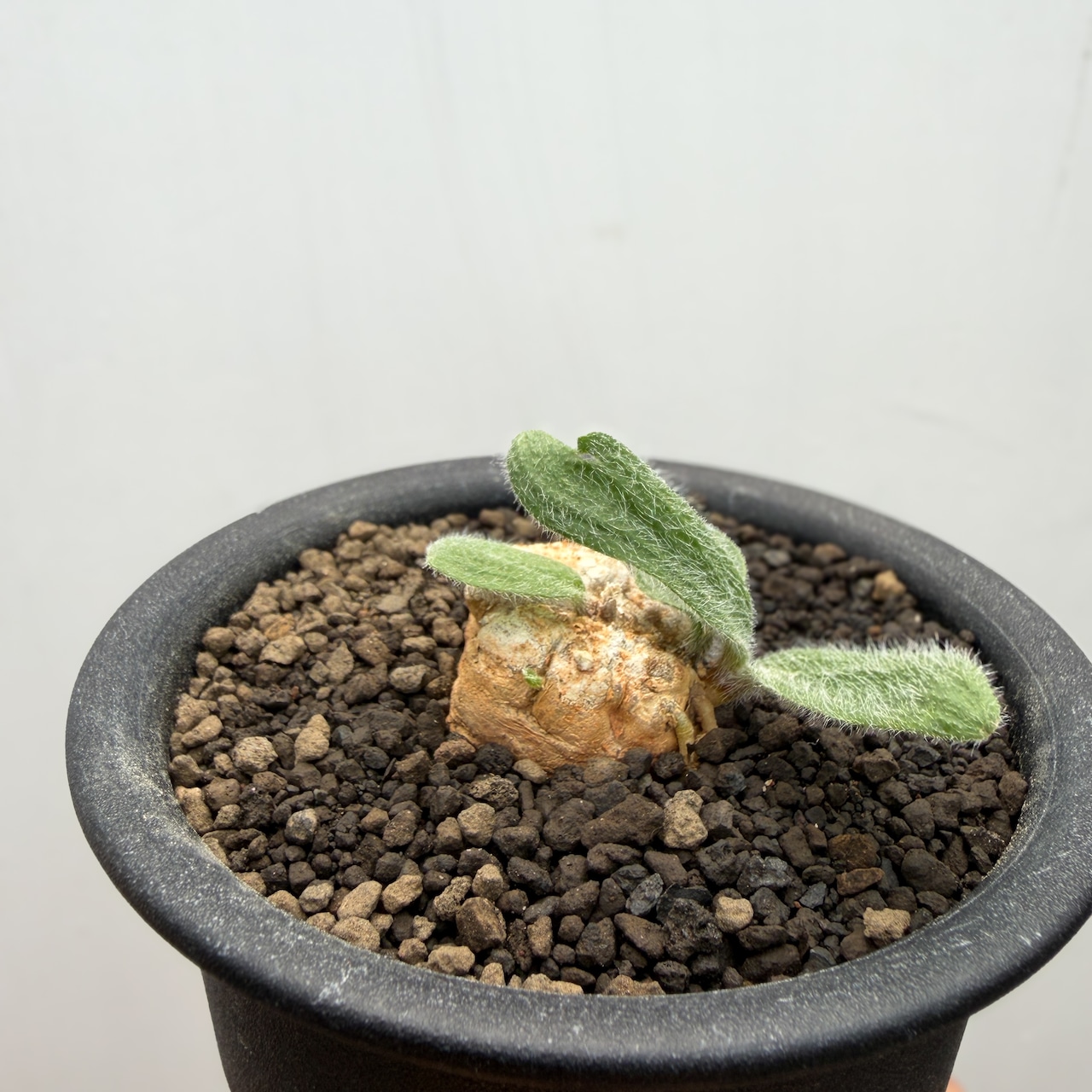 Eriospermum villosum【エリオスペルマム・ヴィローサム】