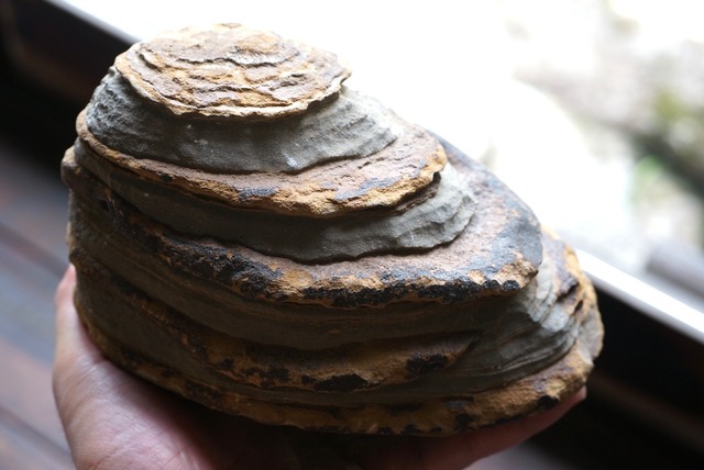 グランドキャニオン産堆積岩