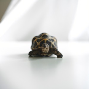 Star tortoise Bank(ホシガメの貯金箱)
