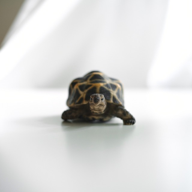 Star tortoise Bank(ホシガメの貯金箱)