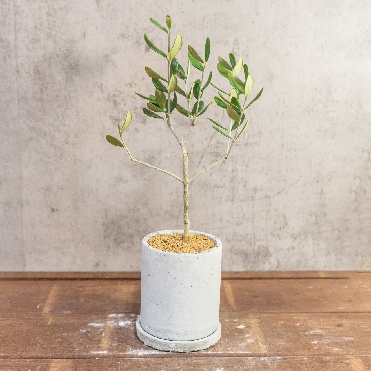 オリーブ・ルッカ|左右対称に整った枝ぶりが美しい、空間をやさしく彩るスタイリッシュなミニツリー【虫発生抑制/手作りモルタル鉢】