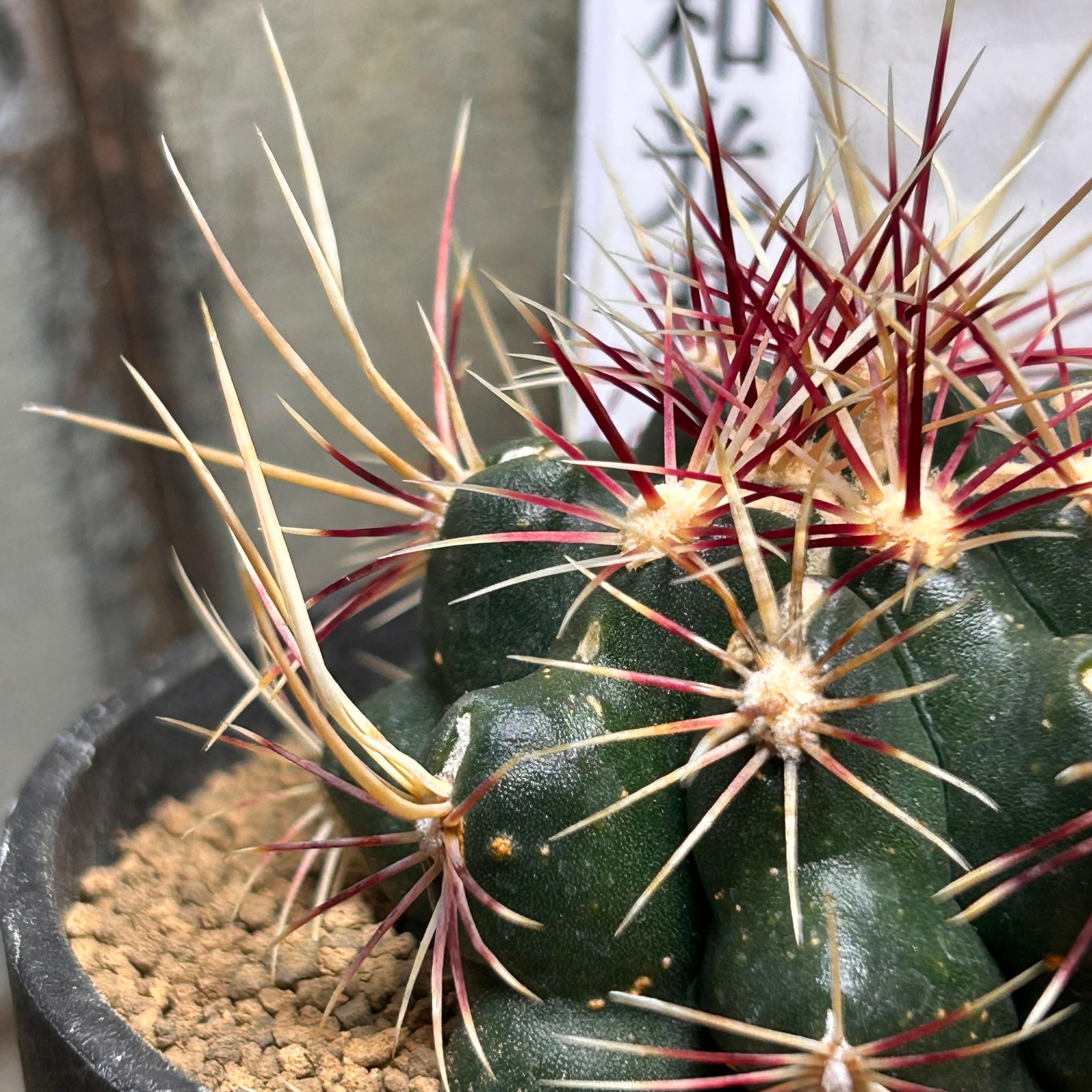 マーブルネックレス（斑入りグリーンネックレス） | RuPo 多肉植物専門店