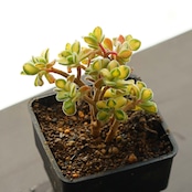 カット苗 仙童唱錦 Aeonium spathulatum f.variegata