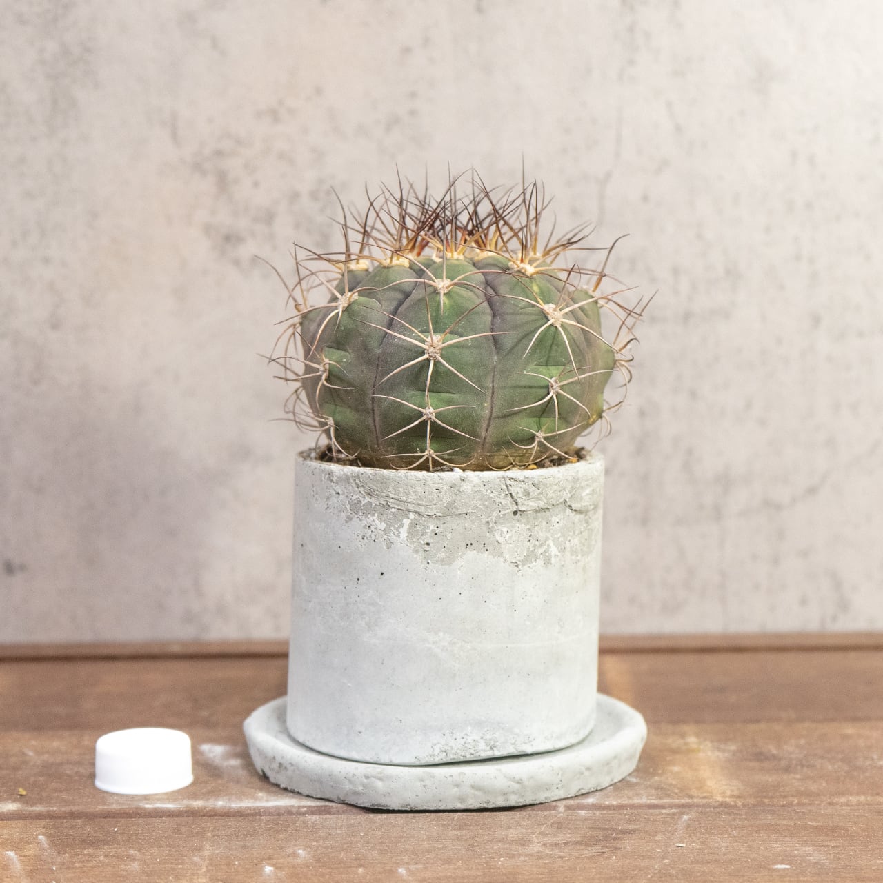 サボテン 尾形丸(Φ11㎝) 緑から紫へと変化する玉虫色の色彩が美しい 厳選仕入れの良型株 観葉植物 インテリア|虫発生抑制